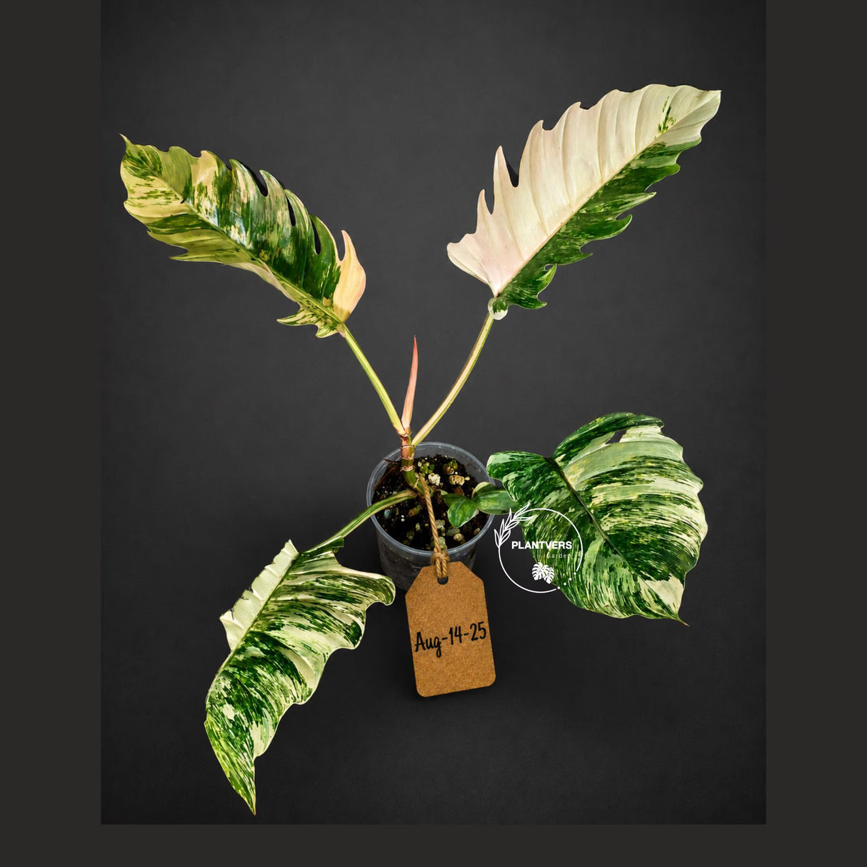 Super Rare Variegated Philodendron Caramel Marble (Aug-14-25-ER)