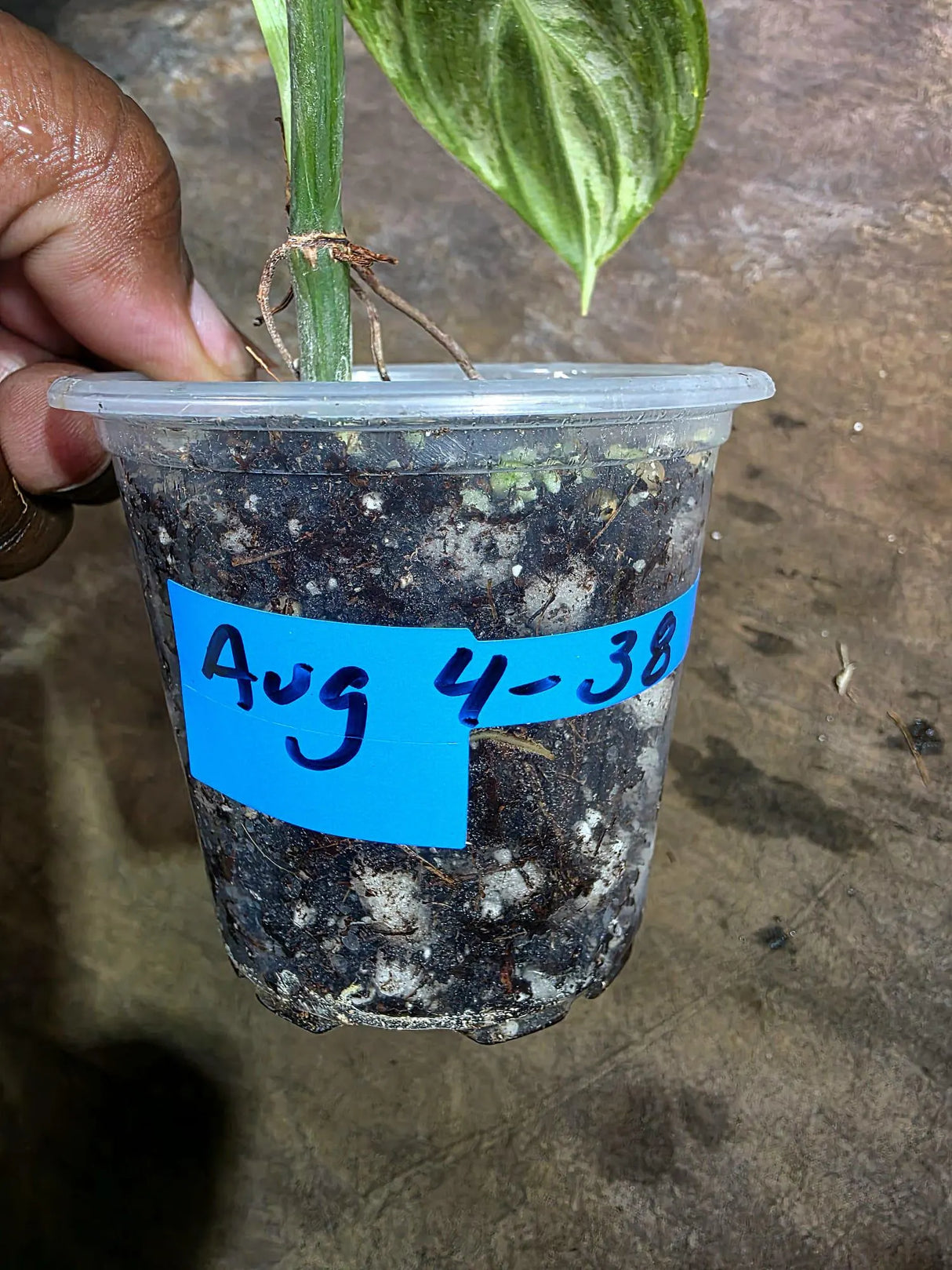 Variegated Philodendron Melanochrysum Live Plant (Aug-4-38)