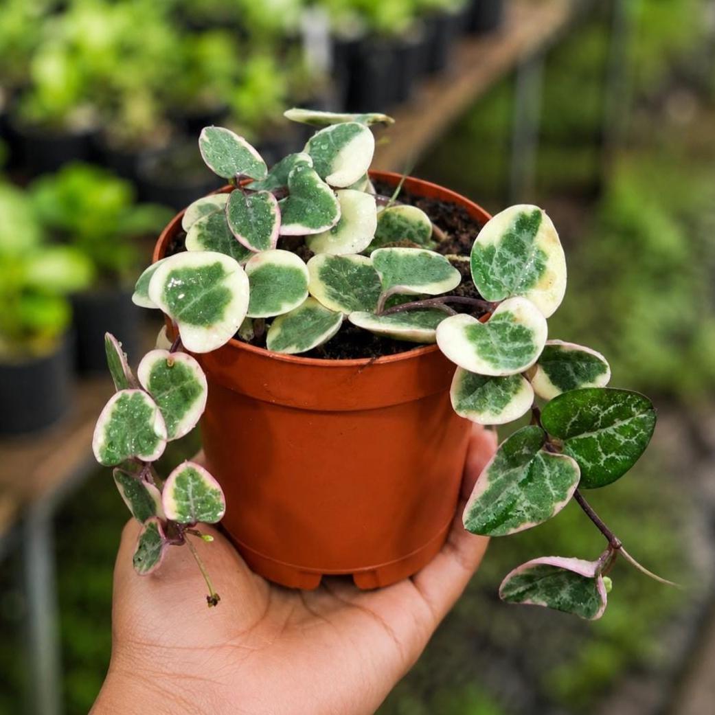 Variegated String of Hearts in 2" Nursery Pot - Beautiful Indoor Succulent with Heart-Shaped Leaves - Low Light Vining Plant