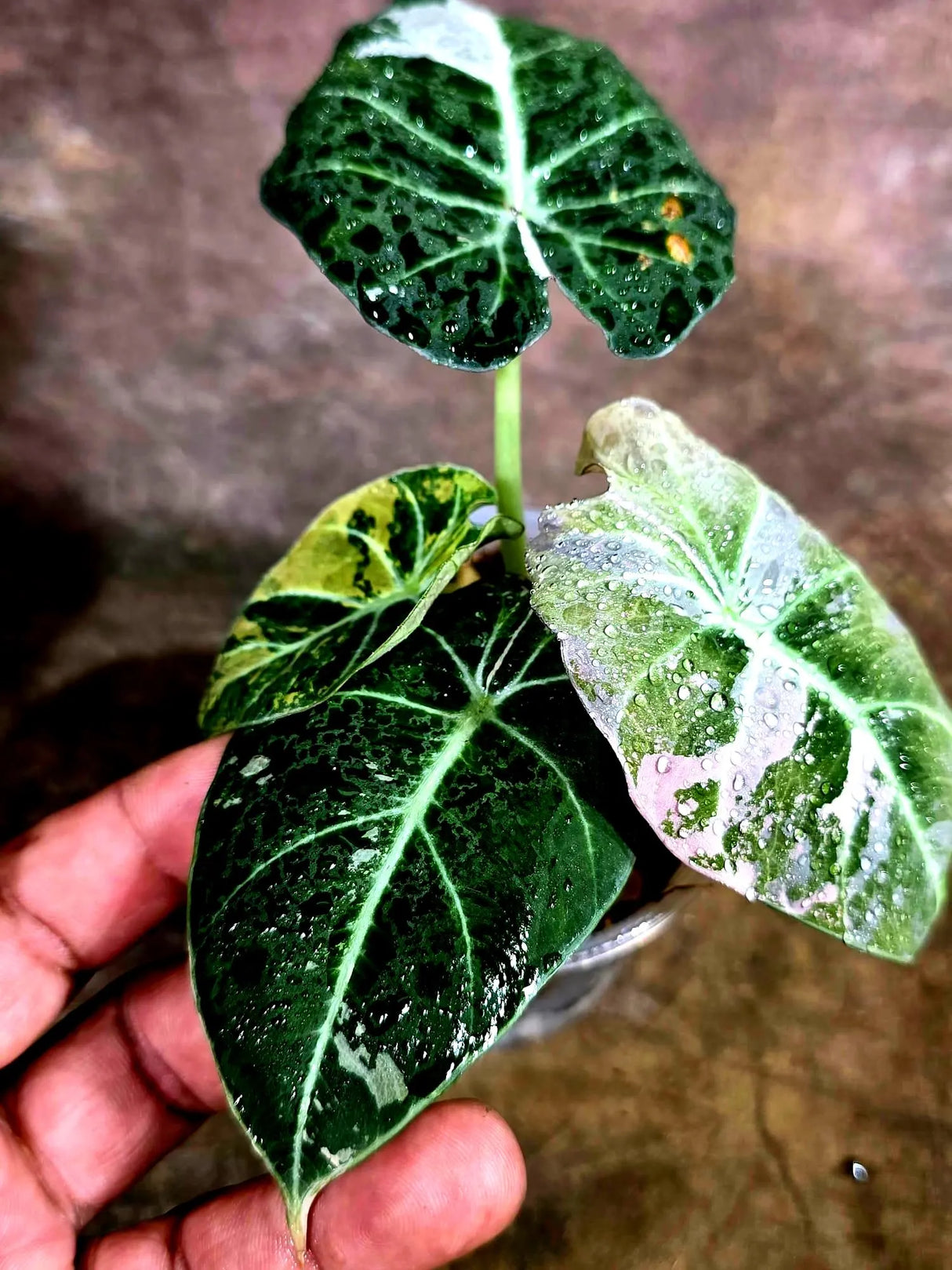 Alocasia Reginula Black Velvet Pink Variegated -(Aug-4-48-ER)