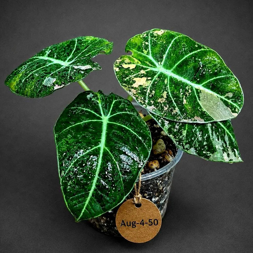 Alocasia Reginula Black Velvet Pink Variegated (Aug-4-50-ER)