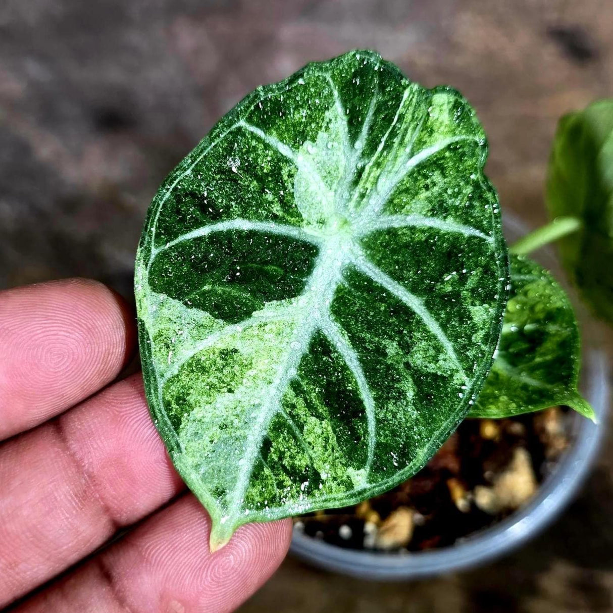 Alocasia Black Velvet Splash - Rare Variegated Alocasia (Aug-4-60-ER)