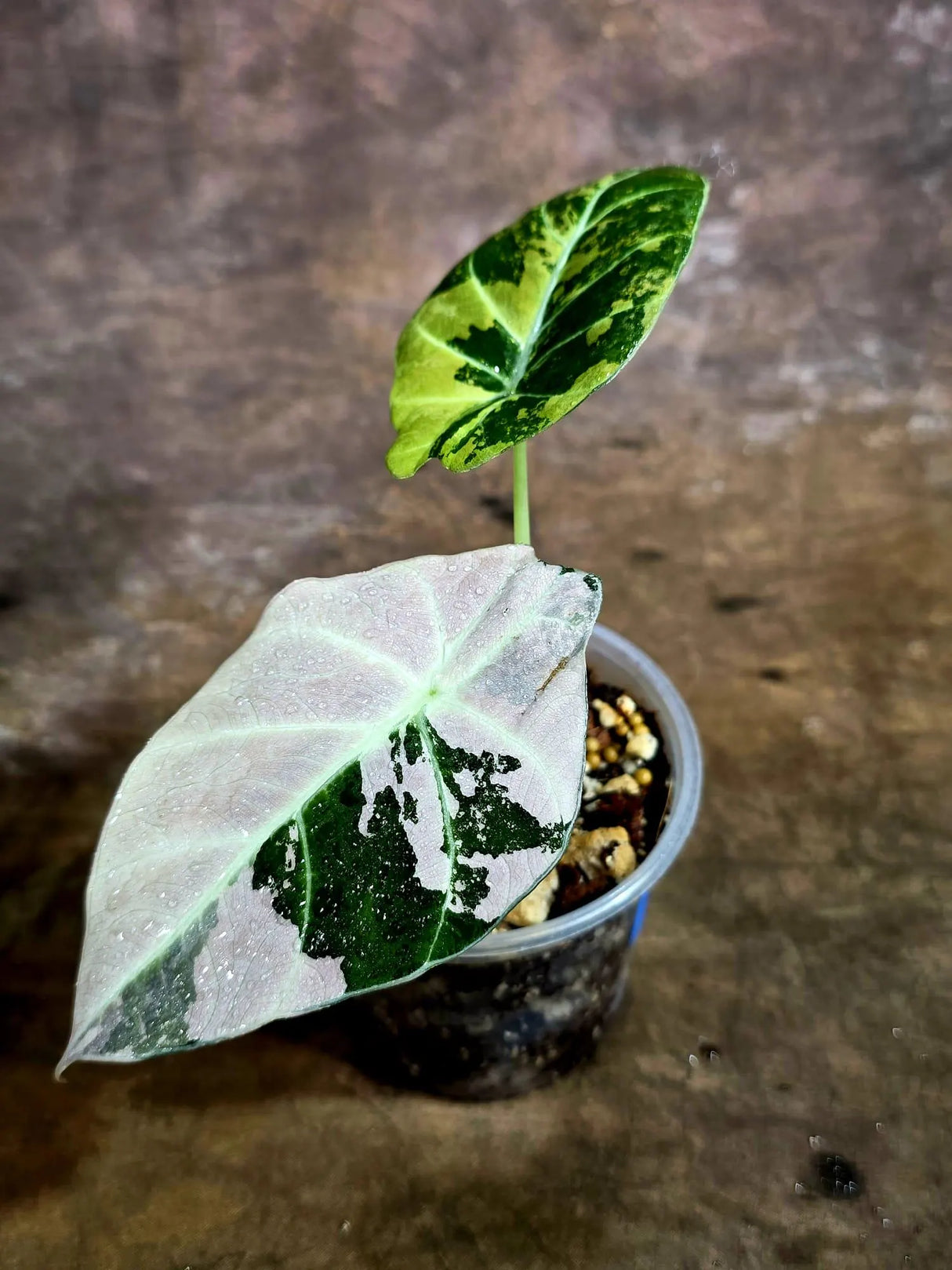 Alocasia Reginula Black Velvet Pink Variegated (Aug-4-54-ER)
