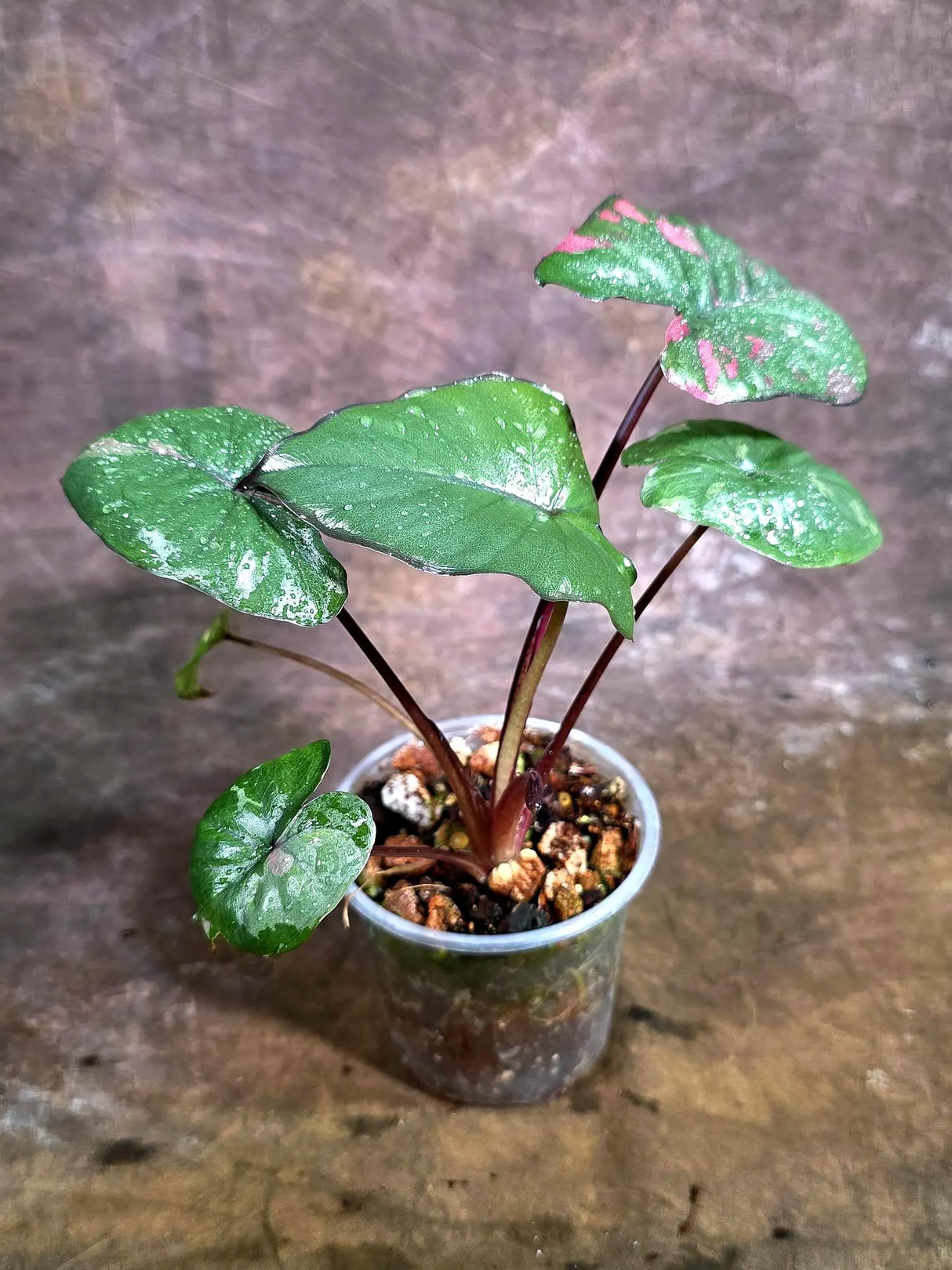 Alocasia Serendipity Pink Variegated - Collector's Aroid (Aug-4-43-ER)