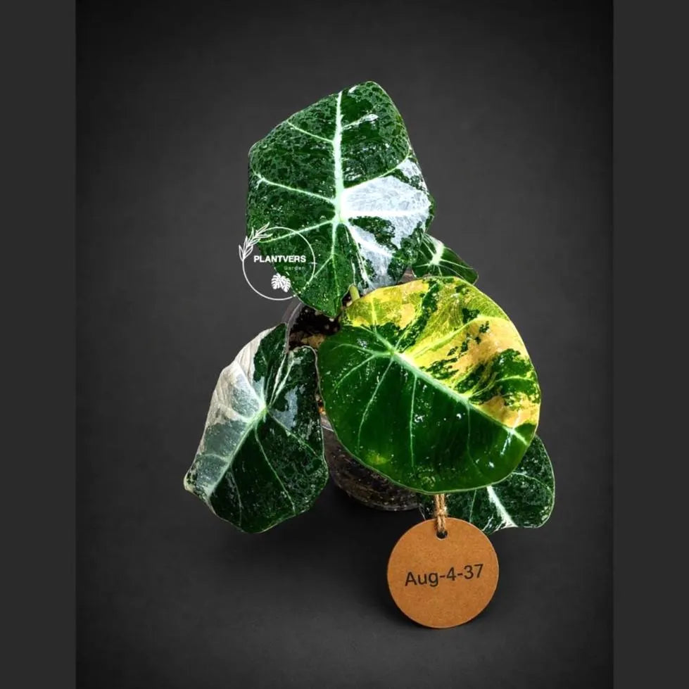 Alocasia Reginula Black Velvet Pink Variegated -(Aug-4-37-ER)