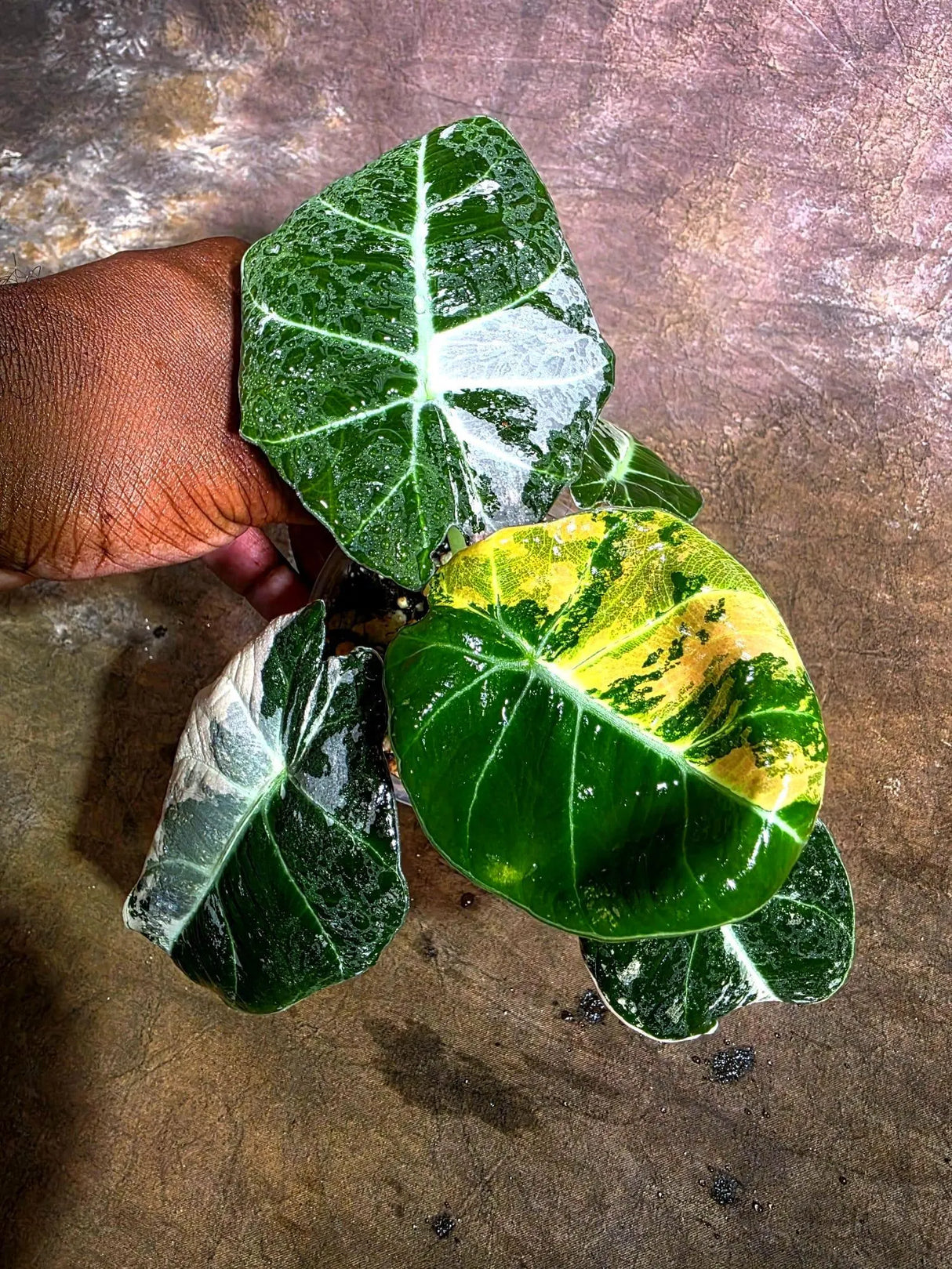 Alocasia Reginula Black Velvet Pink Variegated -(Aug-4-37-ER)