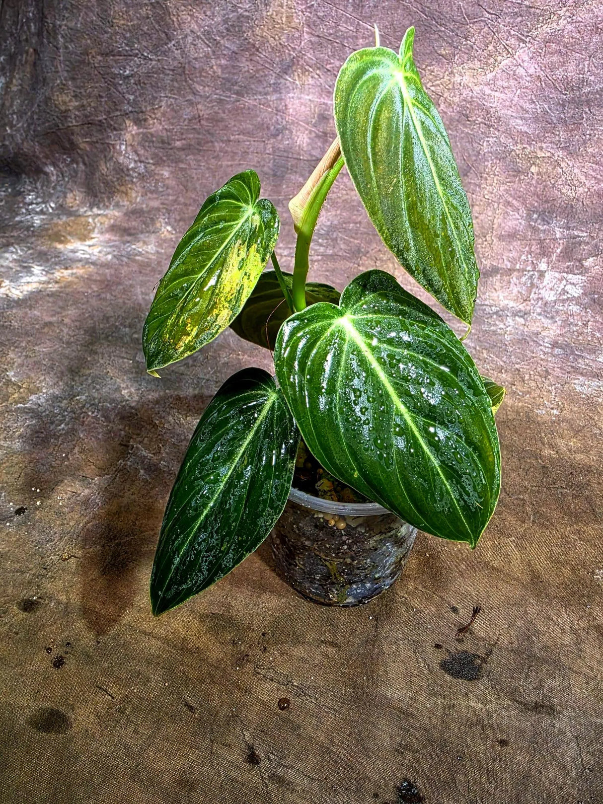 Variegated Philodendron Melanochrysum Live Plant (Aug-4-36-ER)