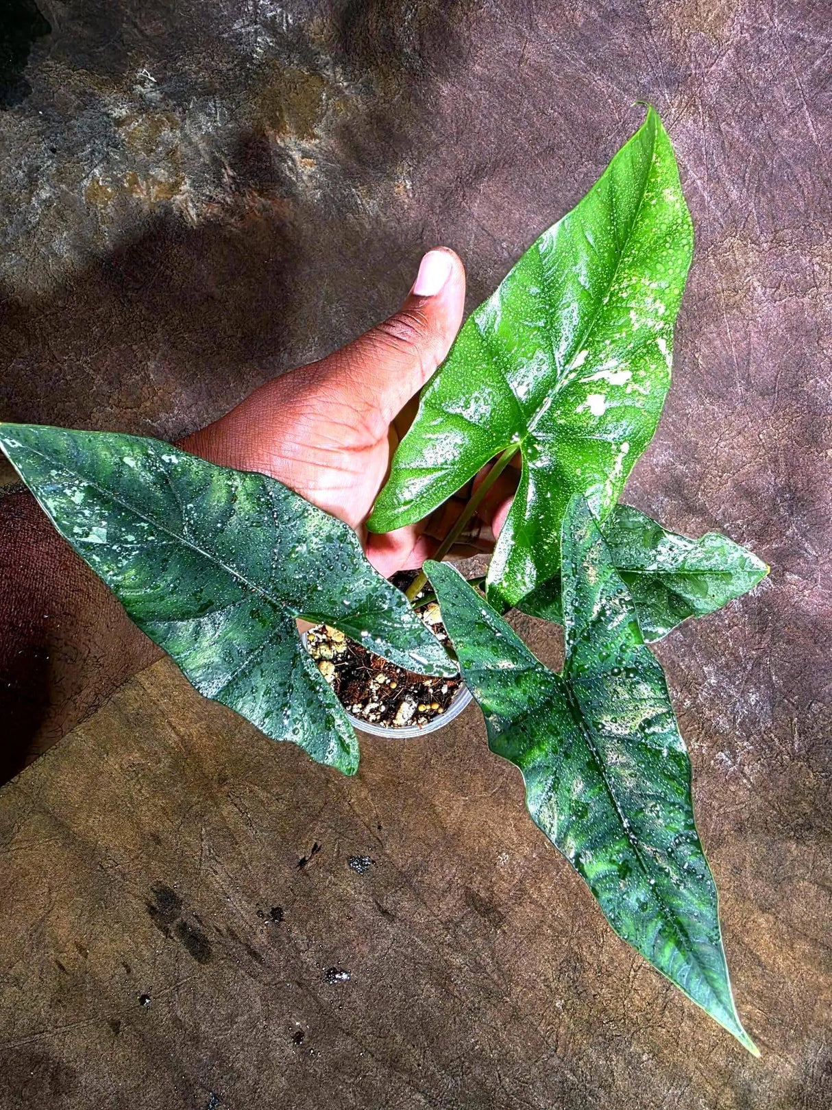 Alocasia Simpo Albo Variegated Live Plant - (Aug-4-34-ER)