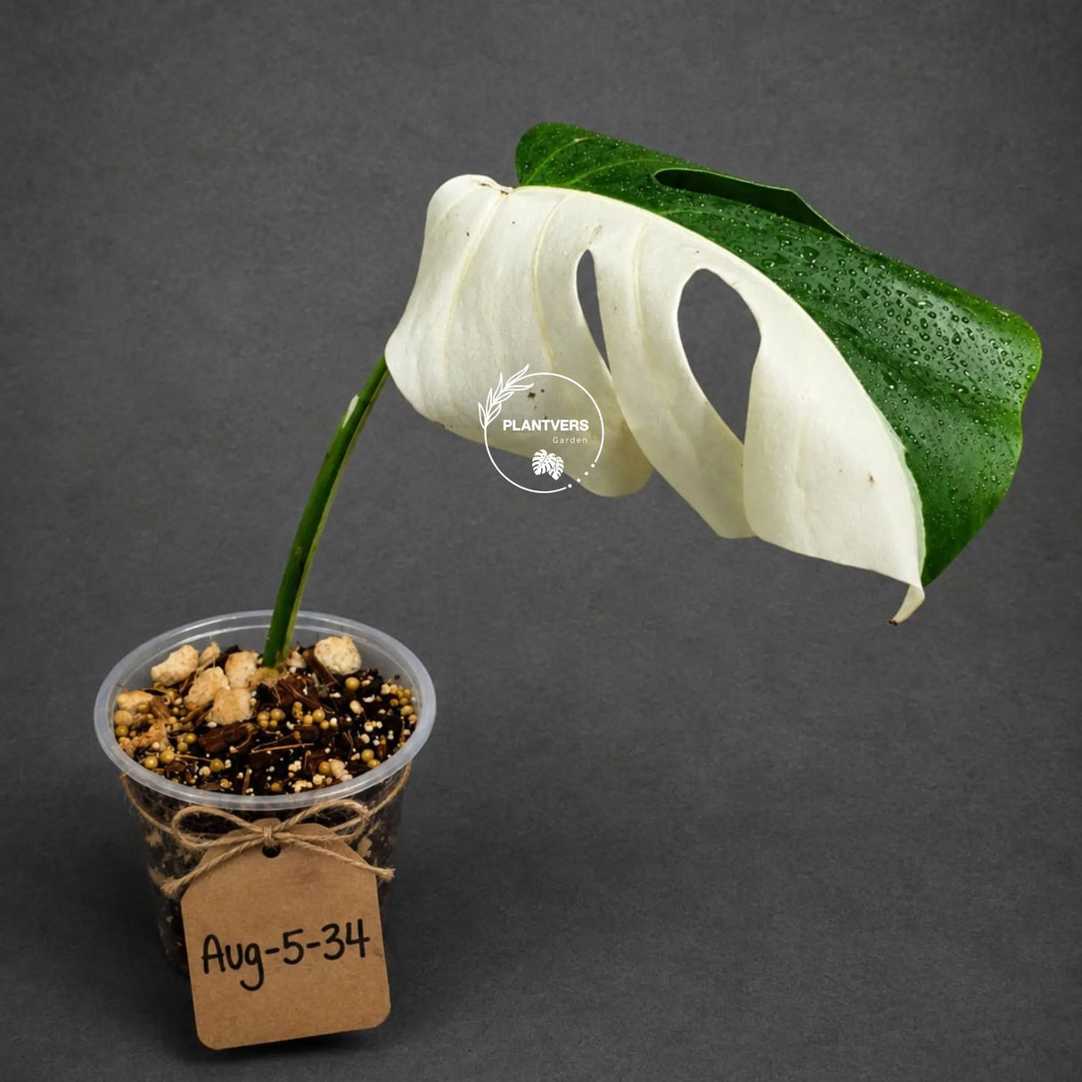 Variegated Monstera Albo - Half moon Leaf Plant - US Seller (Aug-5-34)