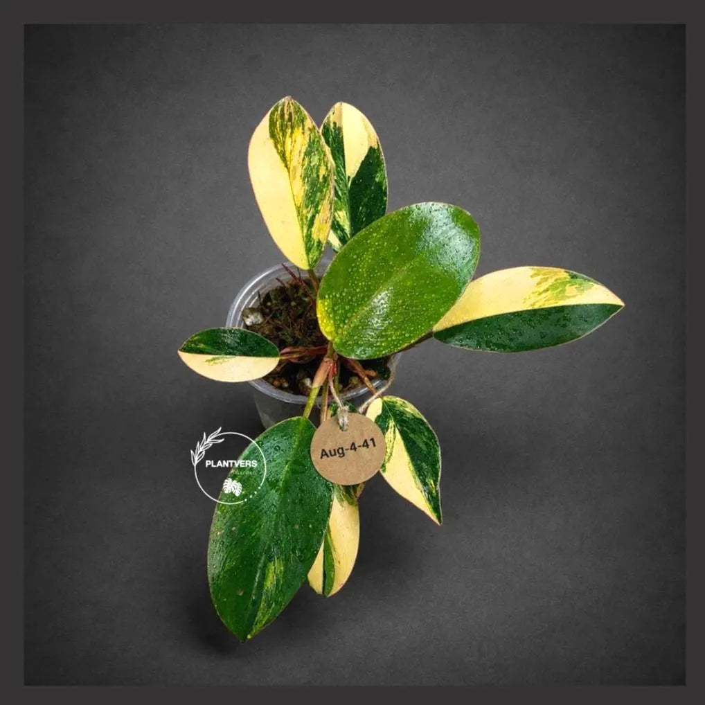 Yellow Congo Philodendron Variegated Live Plant (Aug-4-41-ER)
