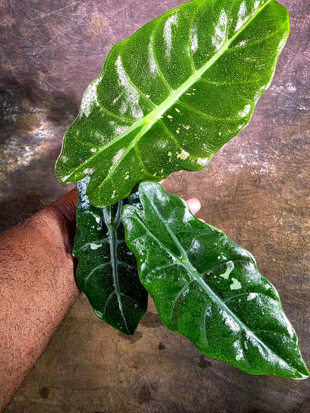 Rare Pink Alocasia Chantrieri Live Plant -(Aug-4-42-ER)