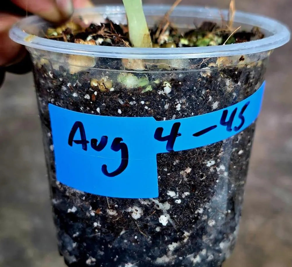 Alocasia Maharani Albo Variegated Live Plant - (Aug-4-45-ER)