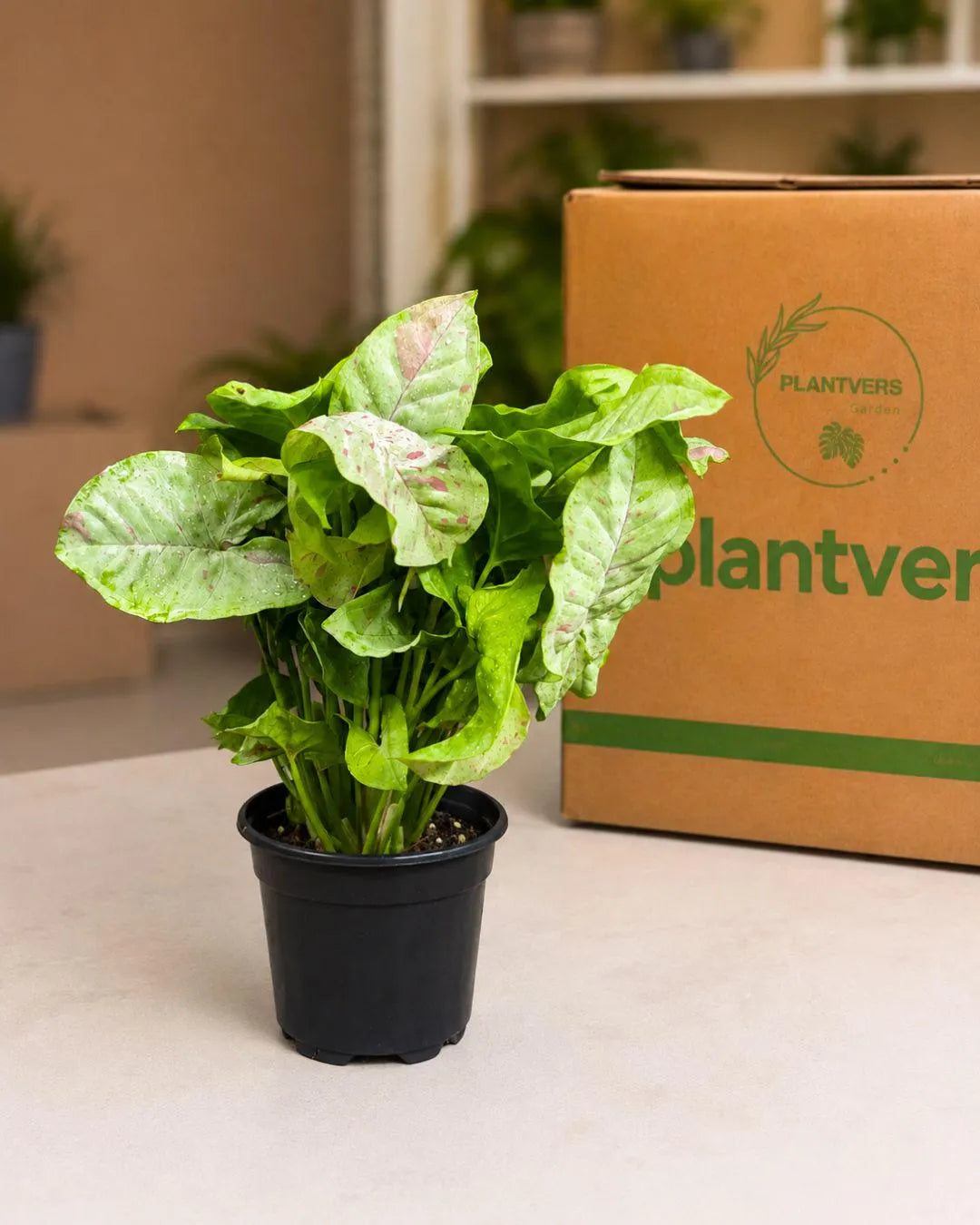 Milk Confetti Plant Live in 4" Pot - Pink White Variegated Houseplant - Tropical Indoor Plant - Colorful Foliage Plant - Plant Lover Gift
