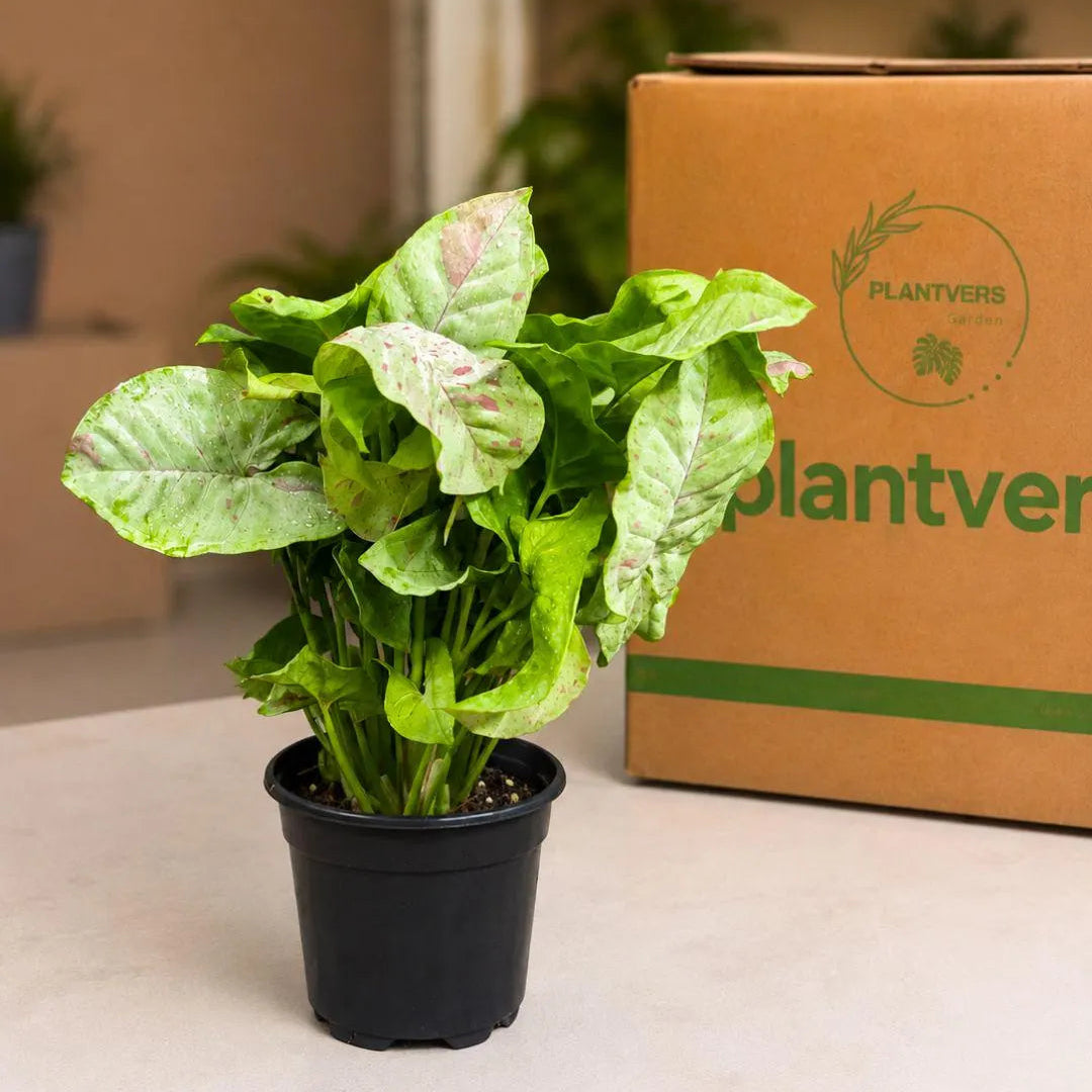 Syngonium Milk Confetti in 4" Nursery Pot - Pink Variegated Arrowhead Plant - Easy Care Indoor Houseplant - Starter Plant