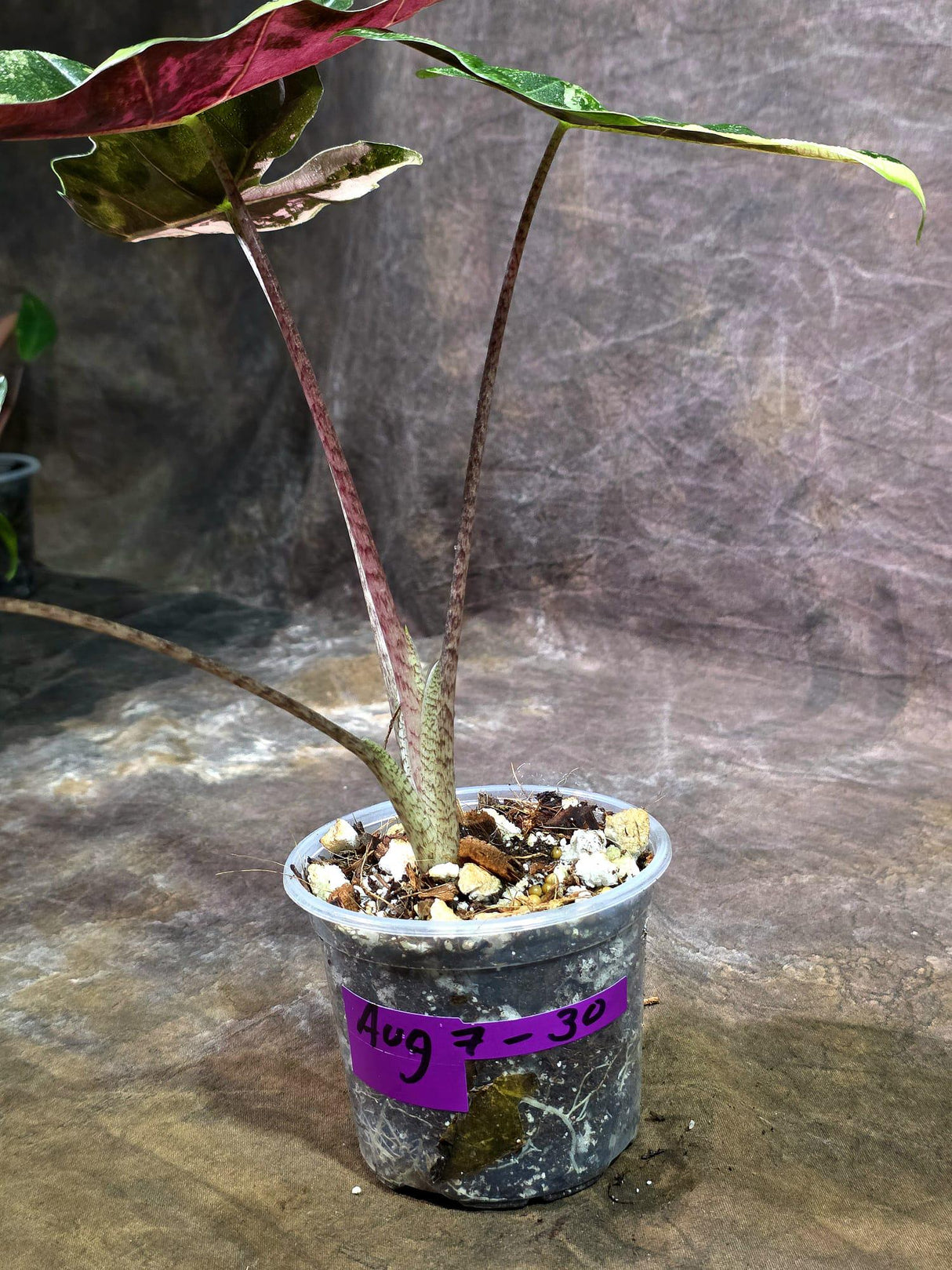 Alocasia Pseudo Sanderiana Albo Live Plant -(Aug-7-30-ER)