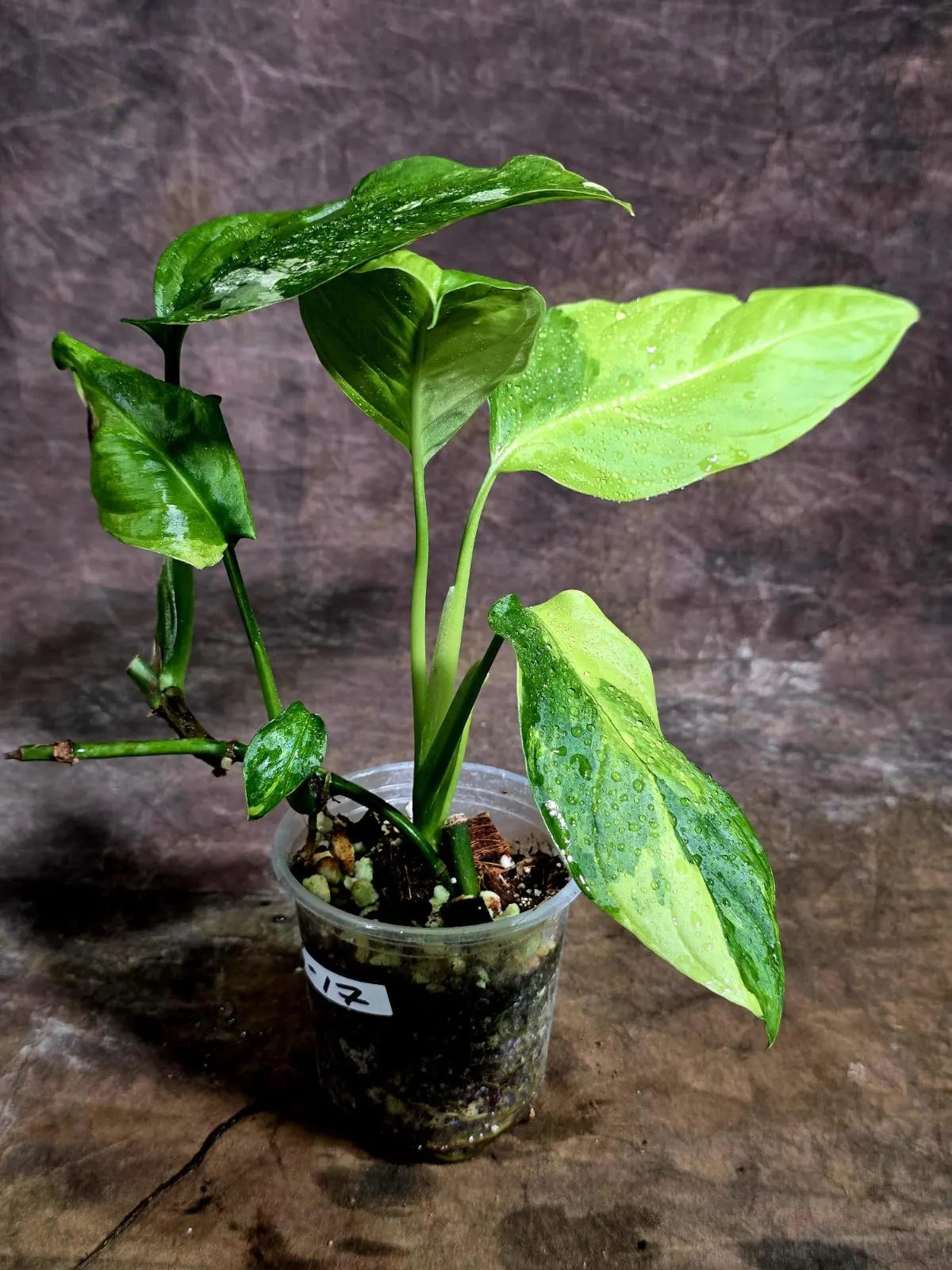 Obliqua Mayuna - Rare Tropical Collectors Plant (Aug-5-17)