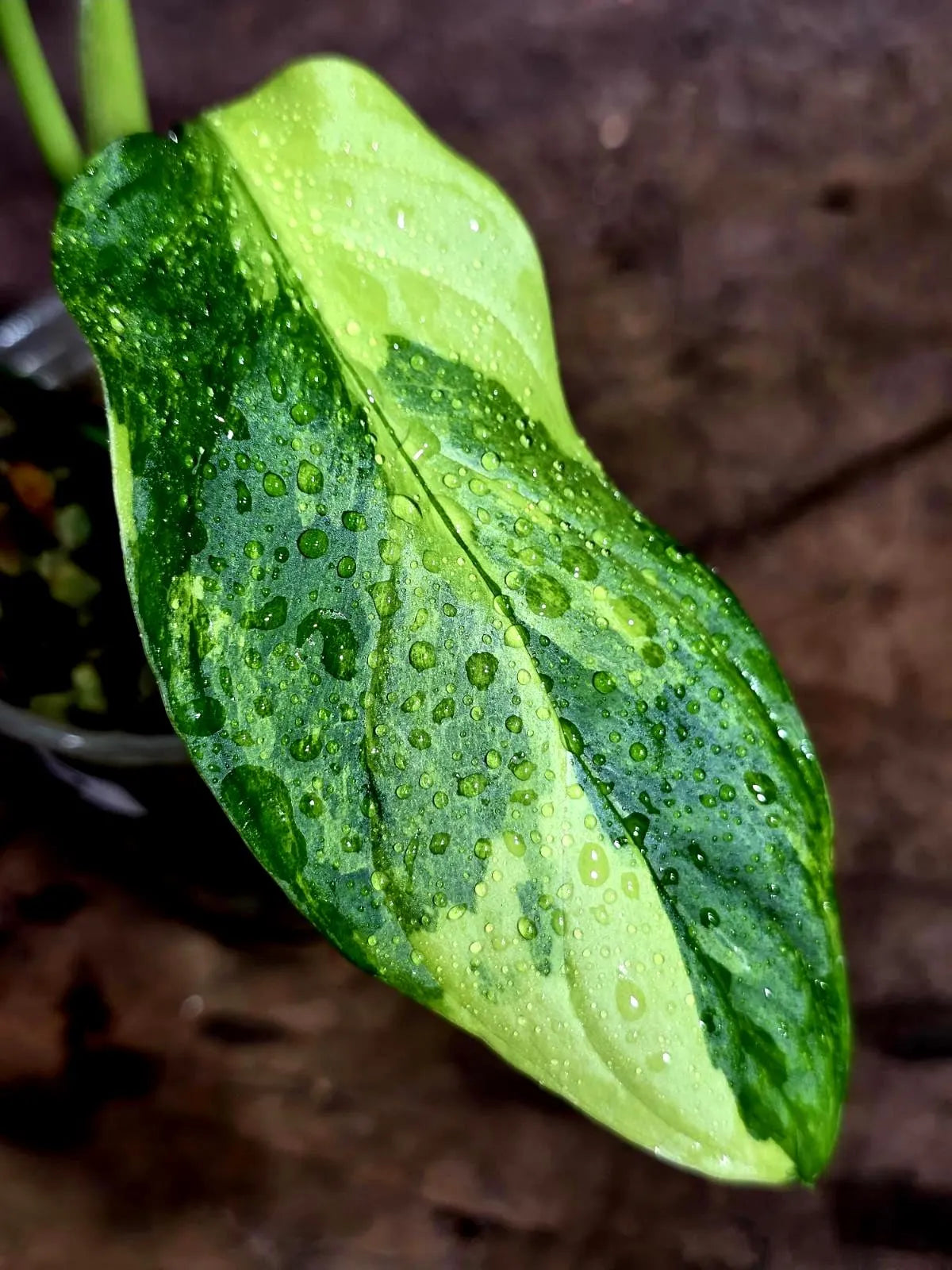 Obliqua Mayuna - Rare Tropical Collectors Plant (Aug-5-17)