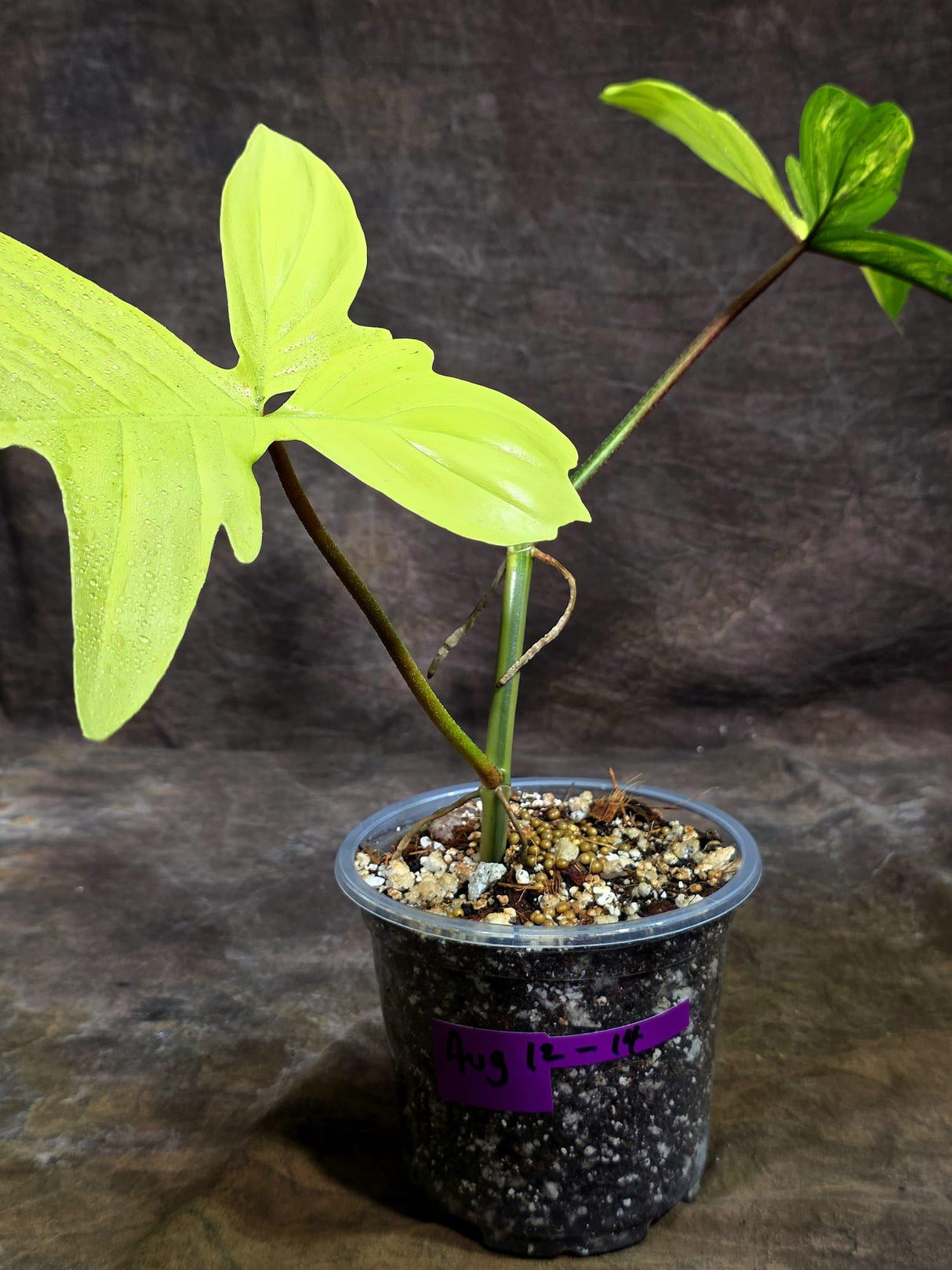Variegated Philodendron Florida Beauty Live Plant (Aug-12-14)