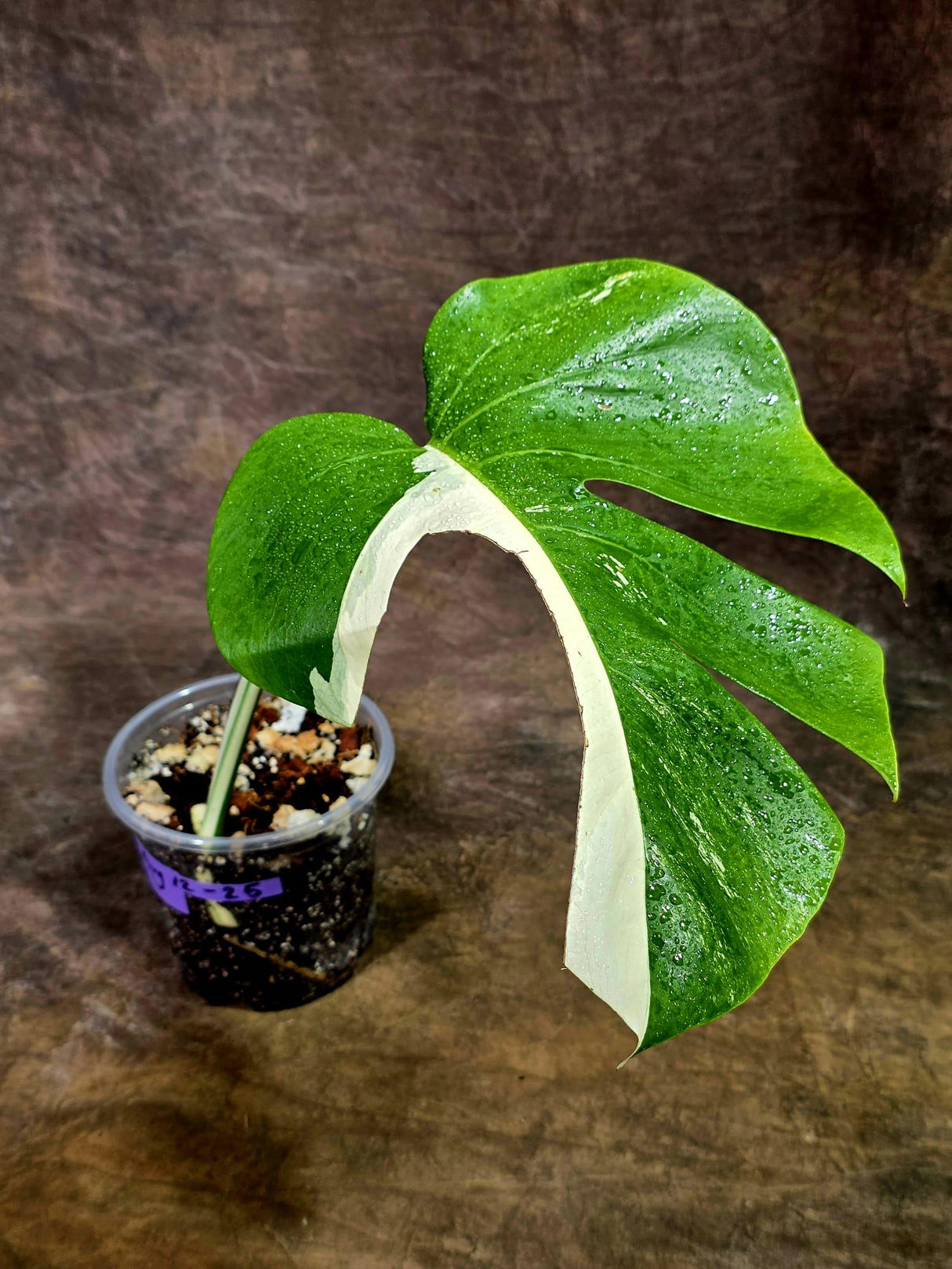 Variegated Monstera Albo Live Plant - Single Leaf Plant (Aug-12-25)