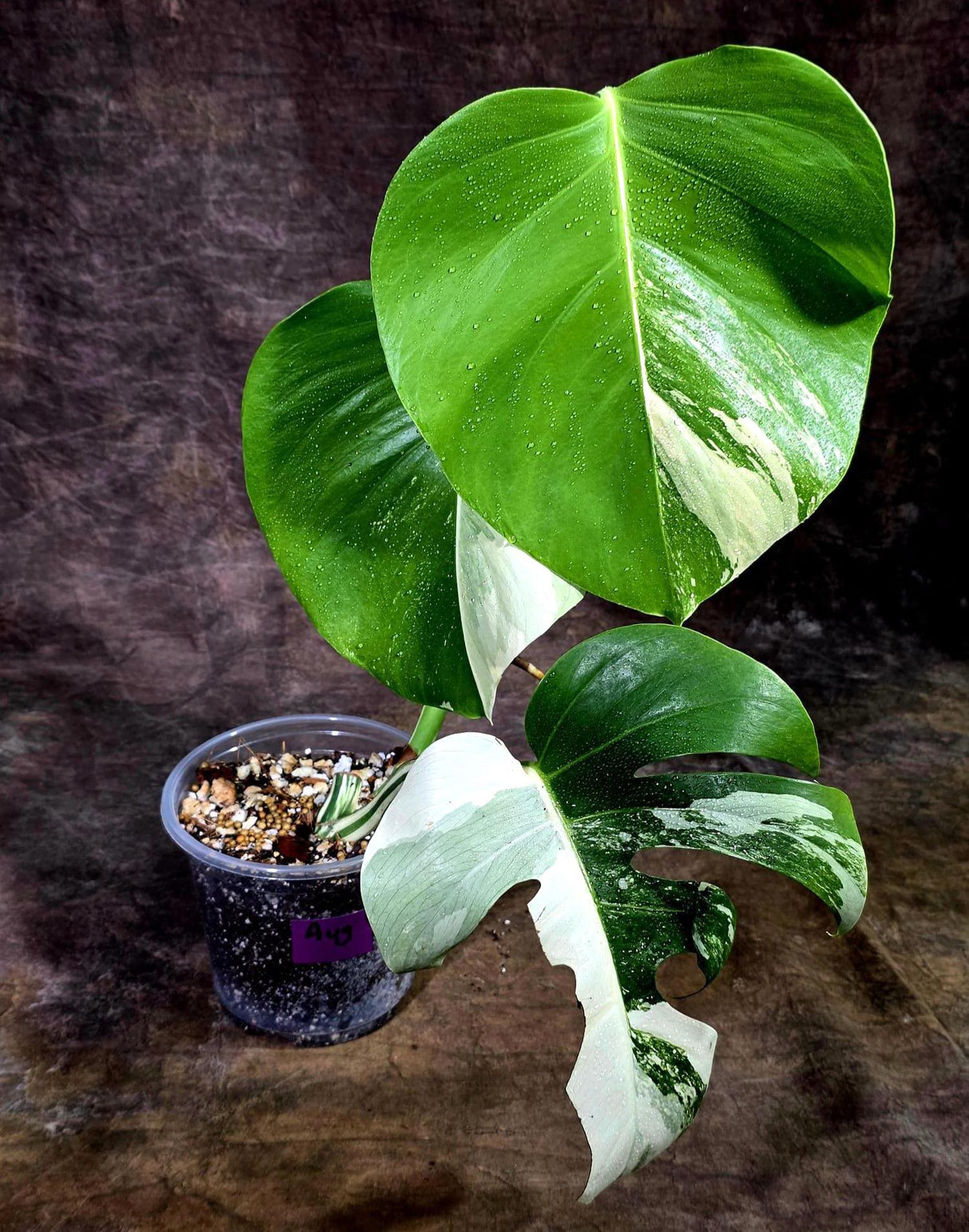 Variegated Monstera Albo - White Albo Borsigiana (Aug-12-9)