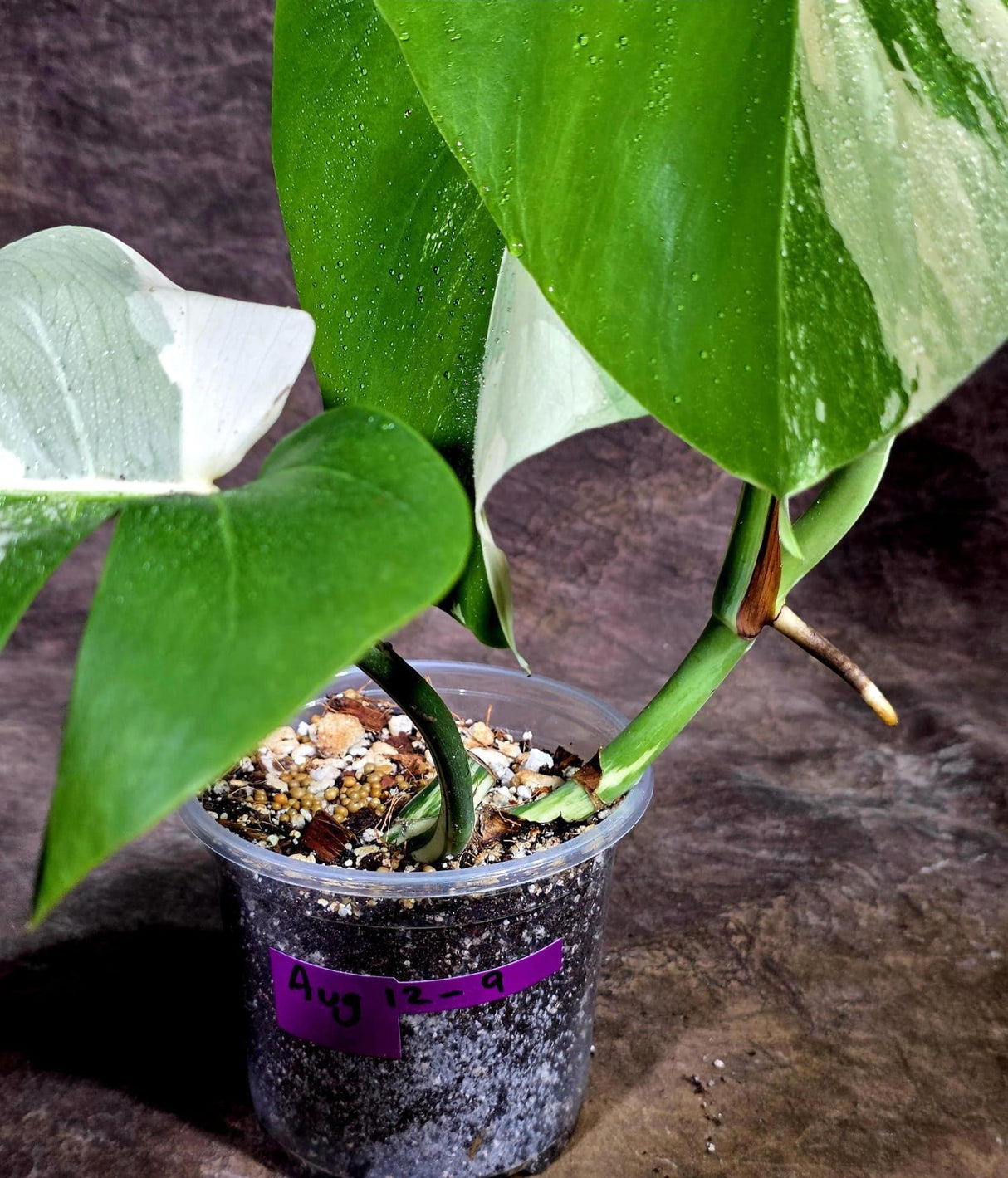 Variegated Monstera Albo - White Albo Borsigiana (Aug-12-9)