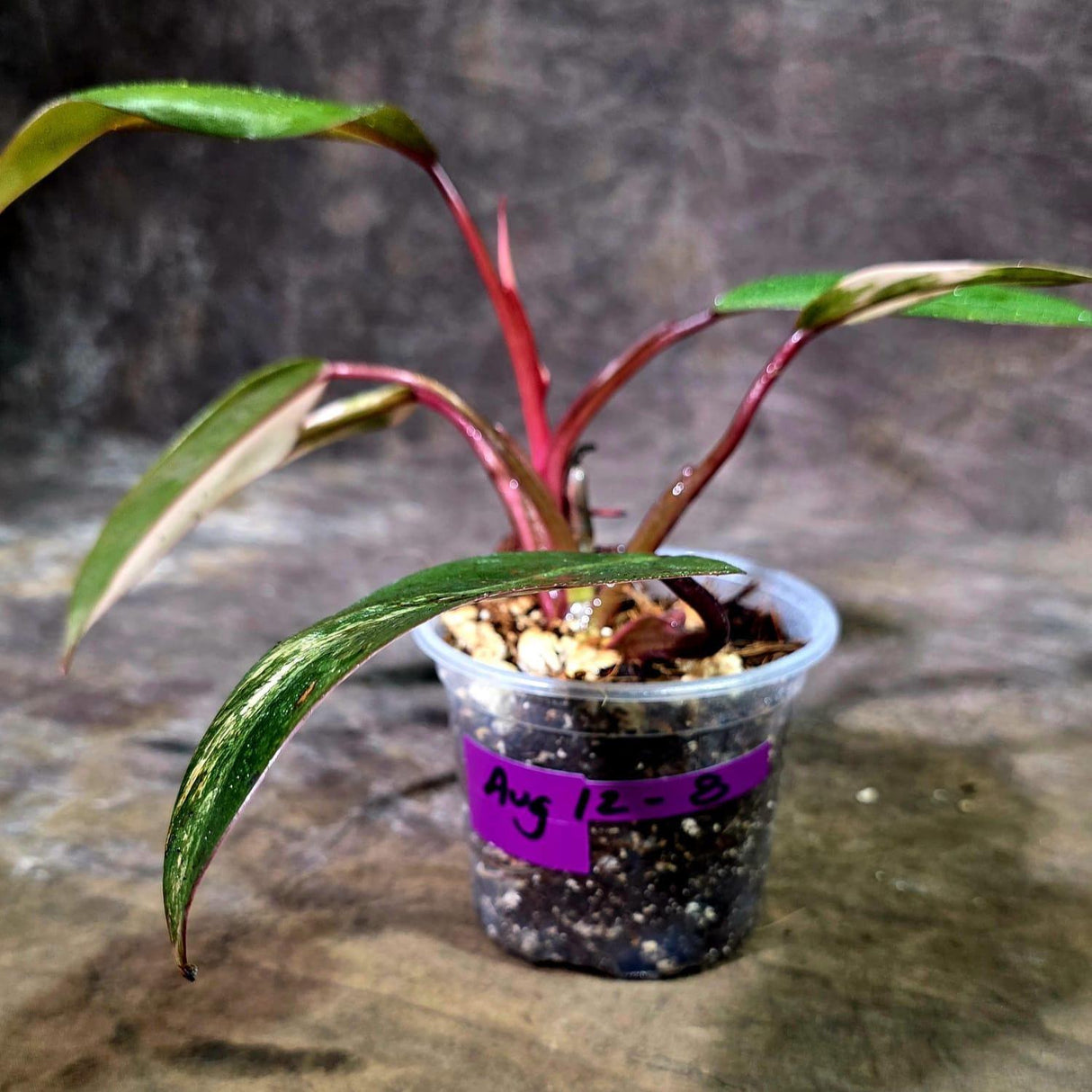 Rare Philodendron Strawberry Shake Variegated (Aug-12-8)