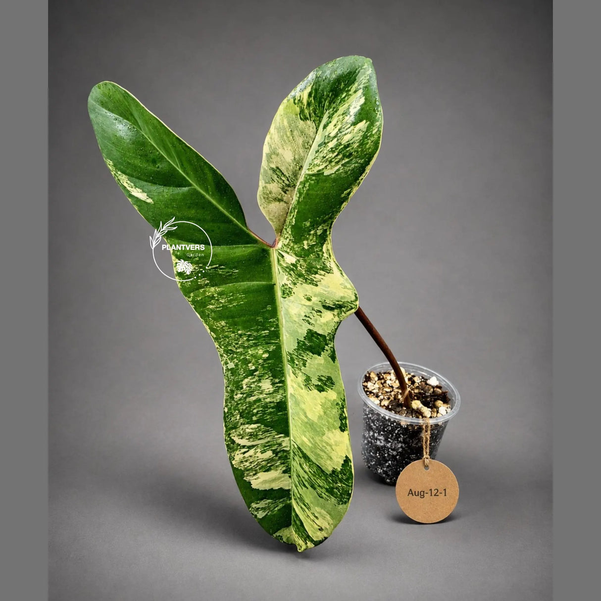 Variegated Philodendron Florida Beauty x Billietiae (Aug-12-1-ER)