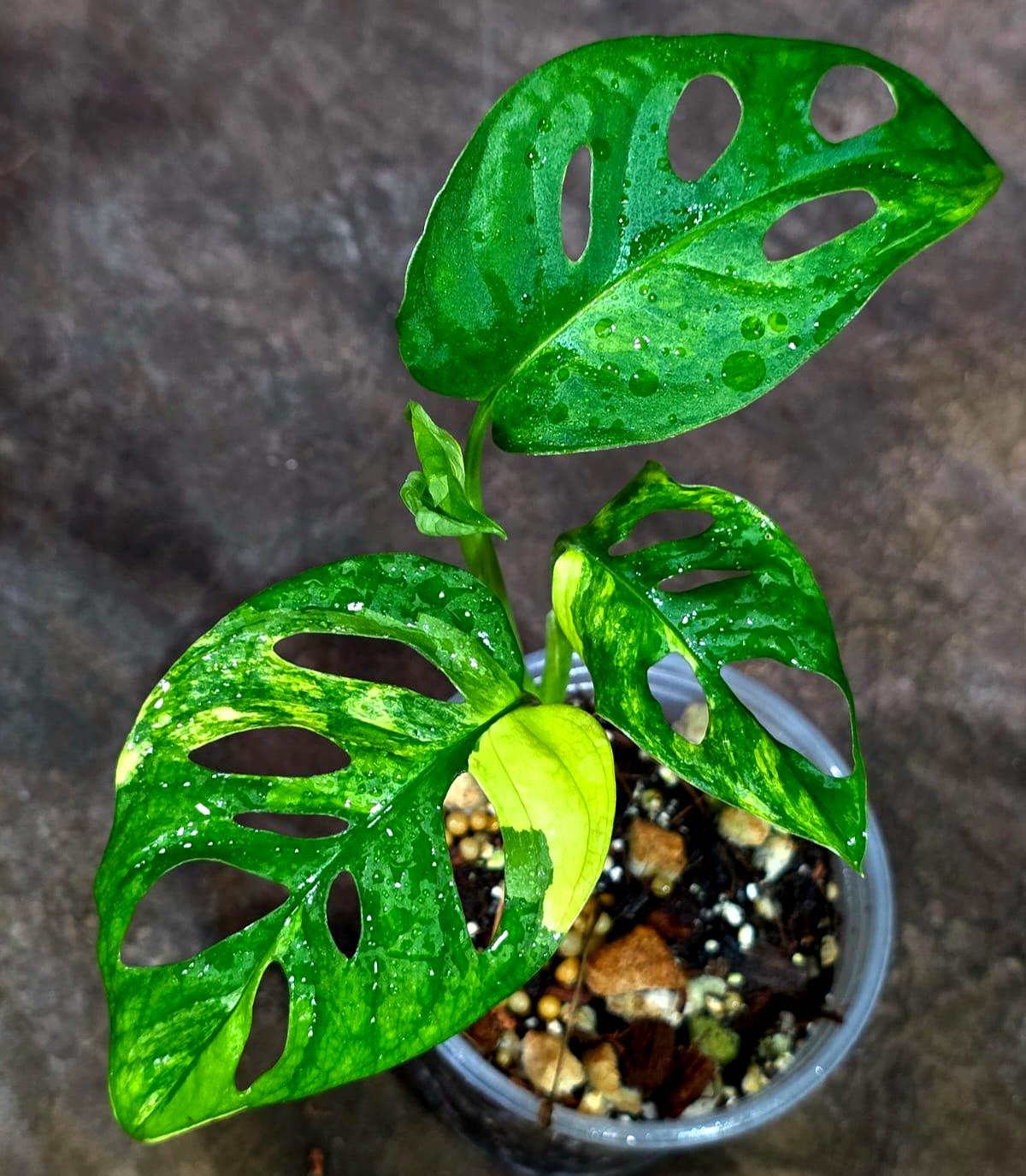 Monstera Adansonii Aurea Variegated - Swiss Cheese (Aug-14-17)
