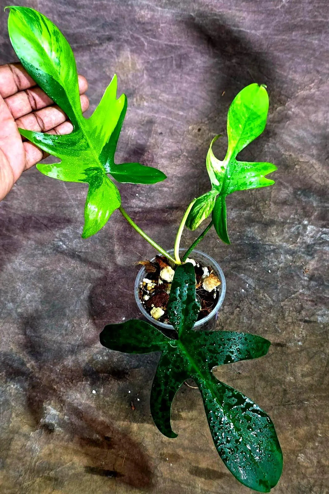 Variegated Philodendron Florida Beauty Live Plant (Aug-14-24)