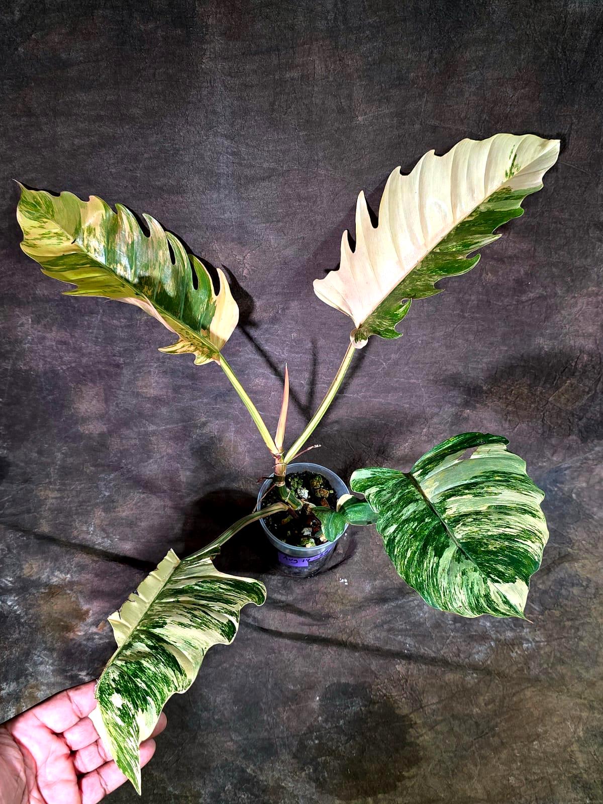 Super Rare Variegated Philodendron Caramel Marble (Aug-14-25-ER)