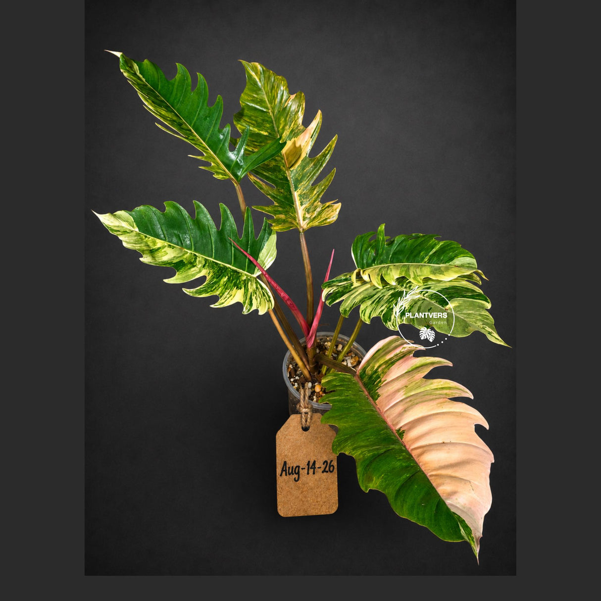 Super Rare Variegated Philodendron Caramel Marble (Aug-14-26-ER)
