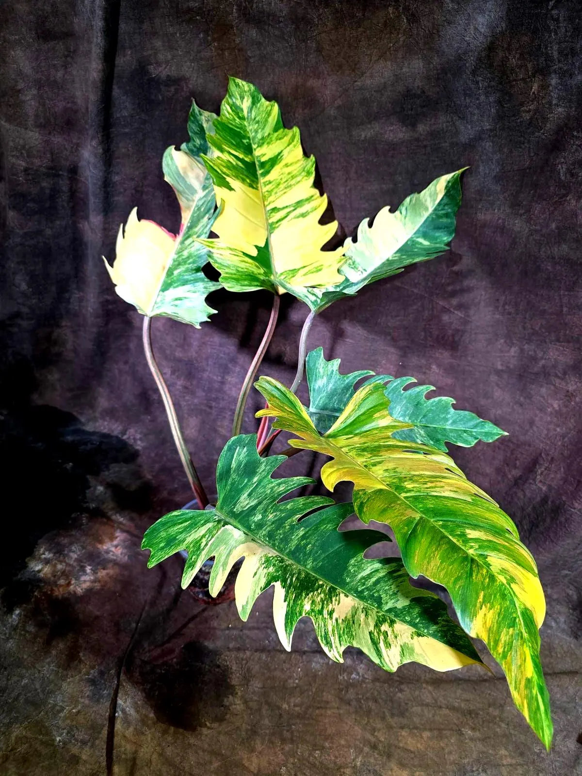 Super Rare Variegated Philodendron Caramel Marble (Aug-14-27-ER)