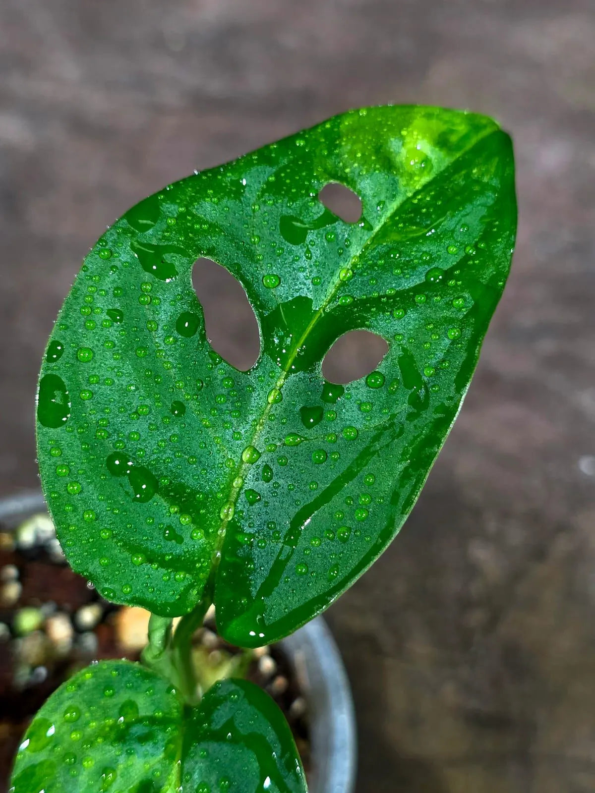 Variegated Monstera Adansonii Albo - (Aug-14-23)