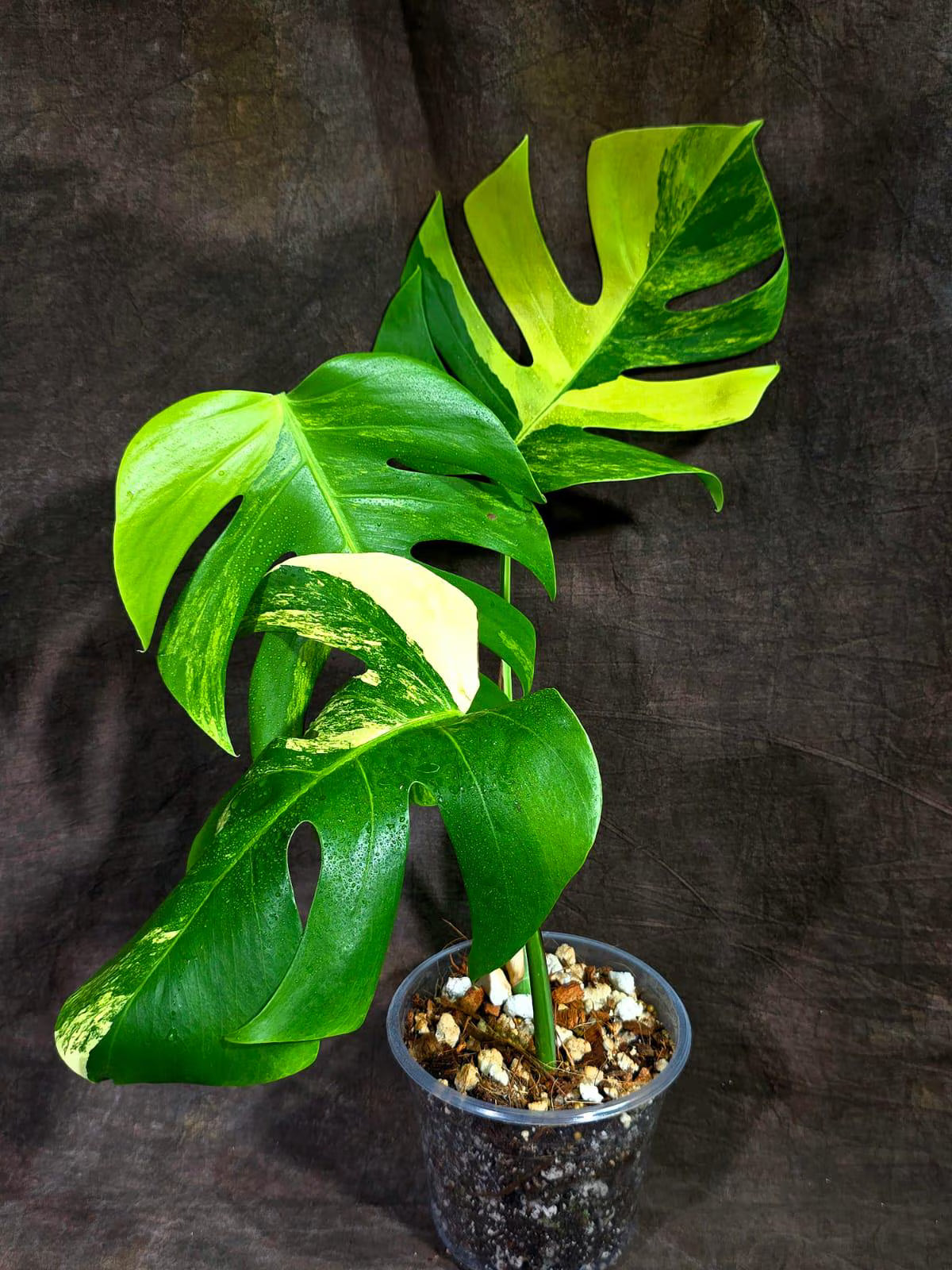 Monstera Borsigiana Aurea Variegated (Aug-25-33)