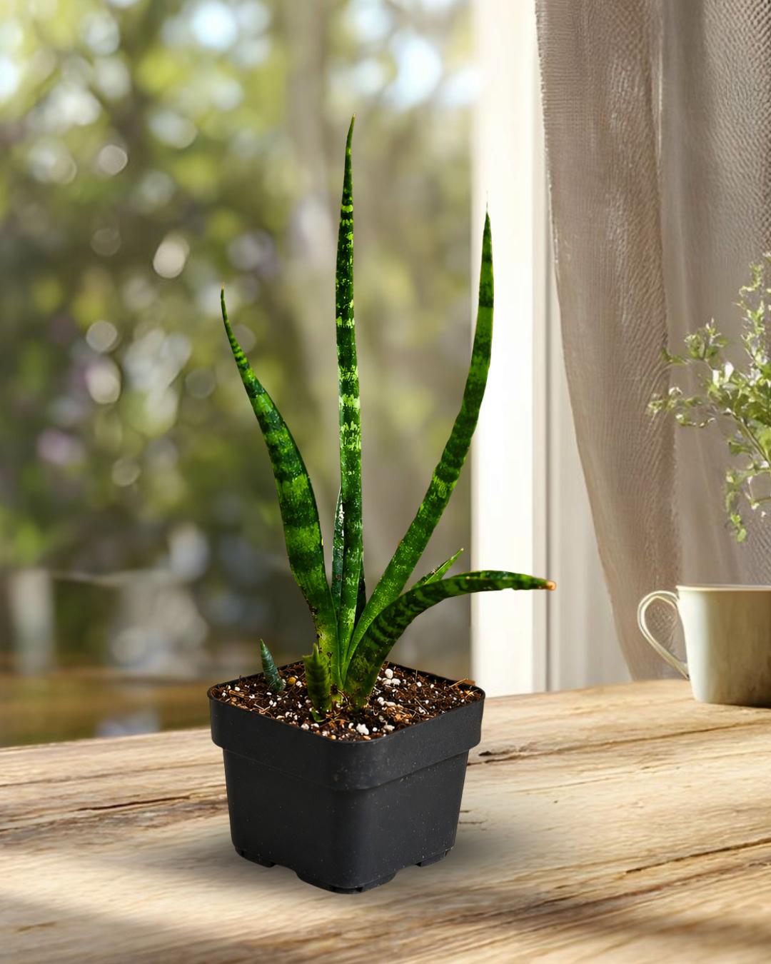 Fernwood Mikado Plant in 3" Nursery Pot - Snake Plant - Sansevieria Fernwood - Low Light Plant - Office Plant