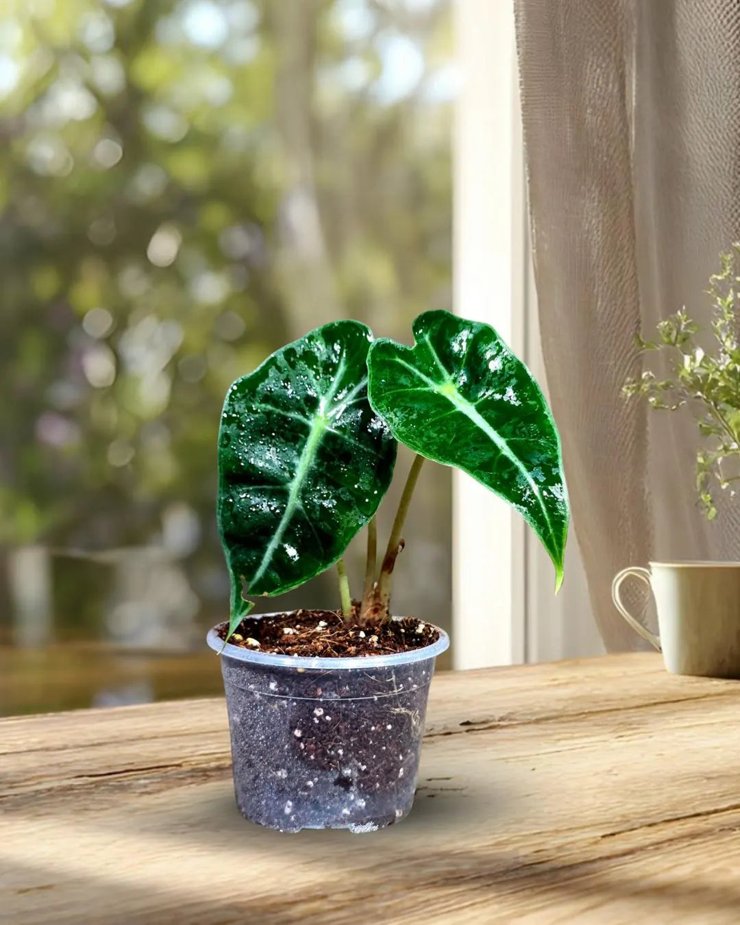 Alocasia Polly Starter Plant in 3" Nursery Pot - Tropical Indoor Houseplant - Elephant Ear Live Plant
