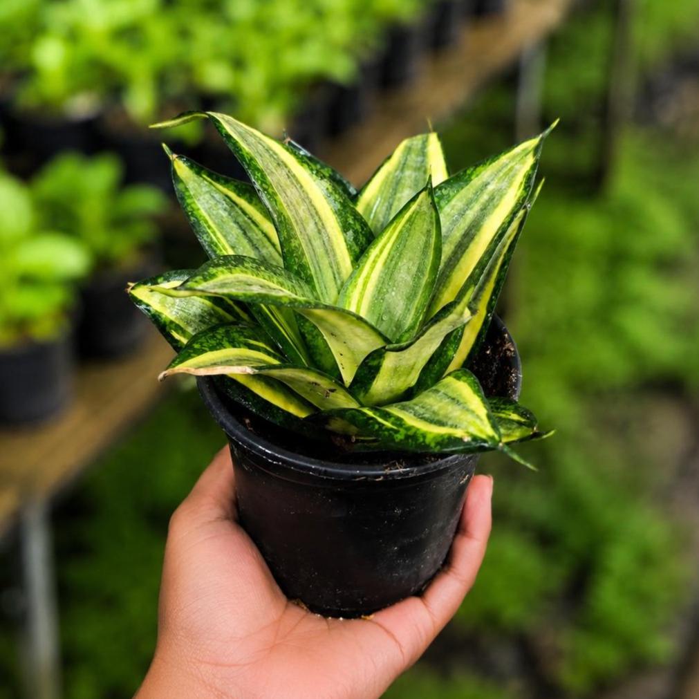 Sansevieria Gold Star Hahnii in a 4" Nursery Pot - Golden Bird's Nest Snake Plant - Dwarf Snake Plant - Live Indoor Houseplant