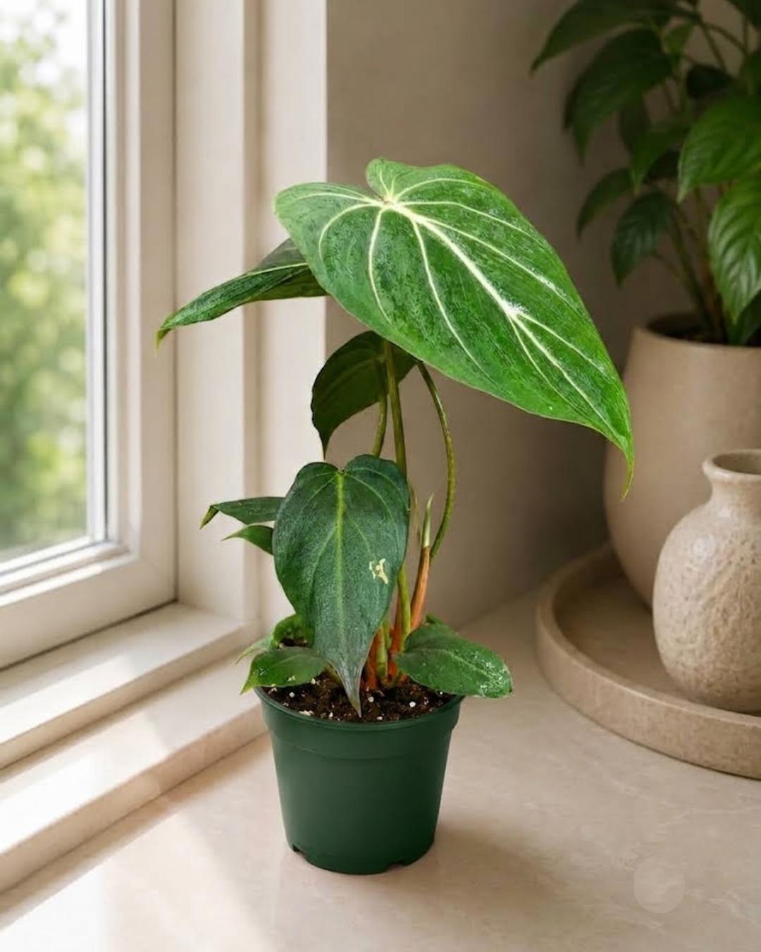 Philodendron Gloriosum Live Plant in 4" Pot - Rare Velvet Philodendron - Heart Shaped Tropical Aroid - Indoor Houseplant - Collector Plant