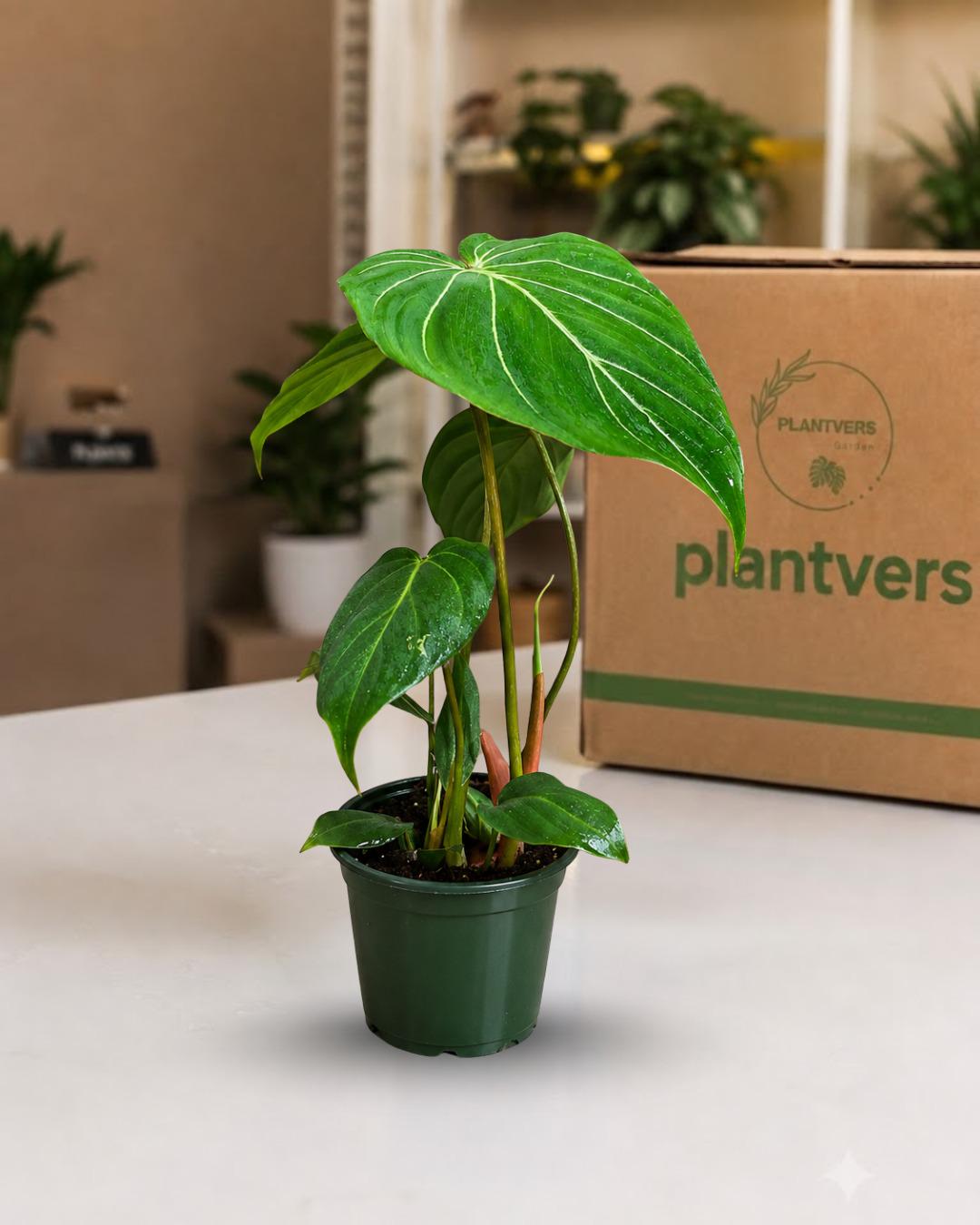 Philodendron Gloriosum Live Plant in 4" Pot - Rare Velvet Philodendron - Heart Shaped Tropical Aroid - Indoor Houseplant - Collector Plant