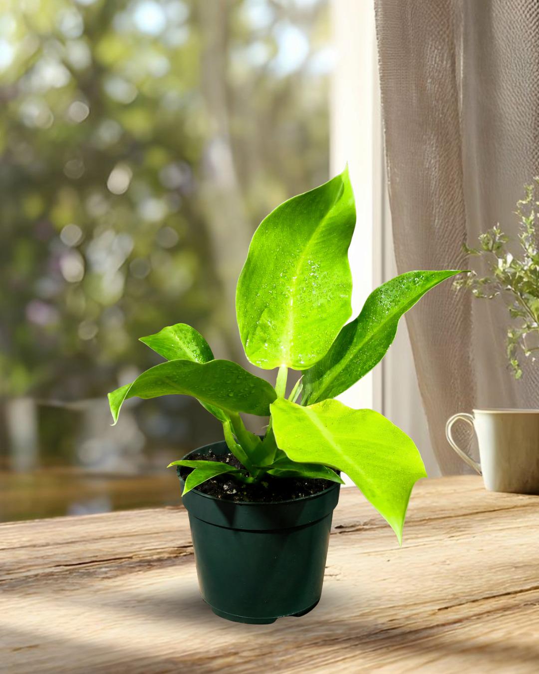 Philodendron Moonlight Live Plant in 4" Nursery Pot - Yellow Green Philodendron - Tropical Indoor Houseplant - Easy Care Plant