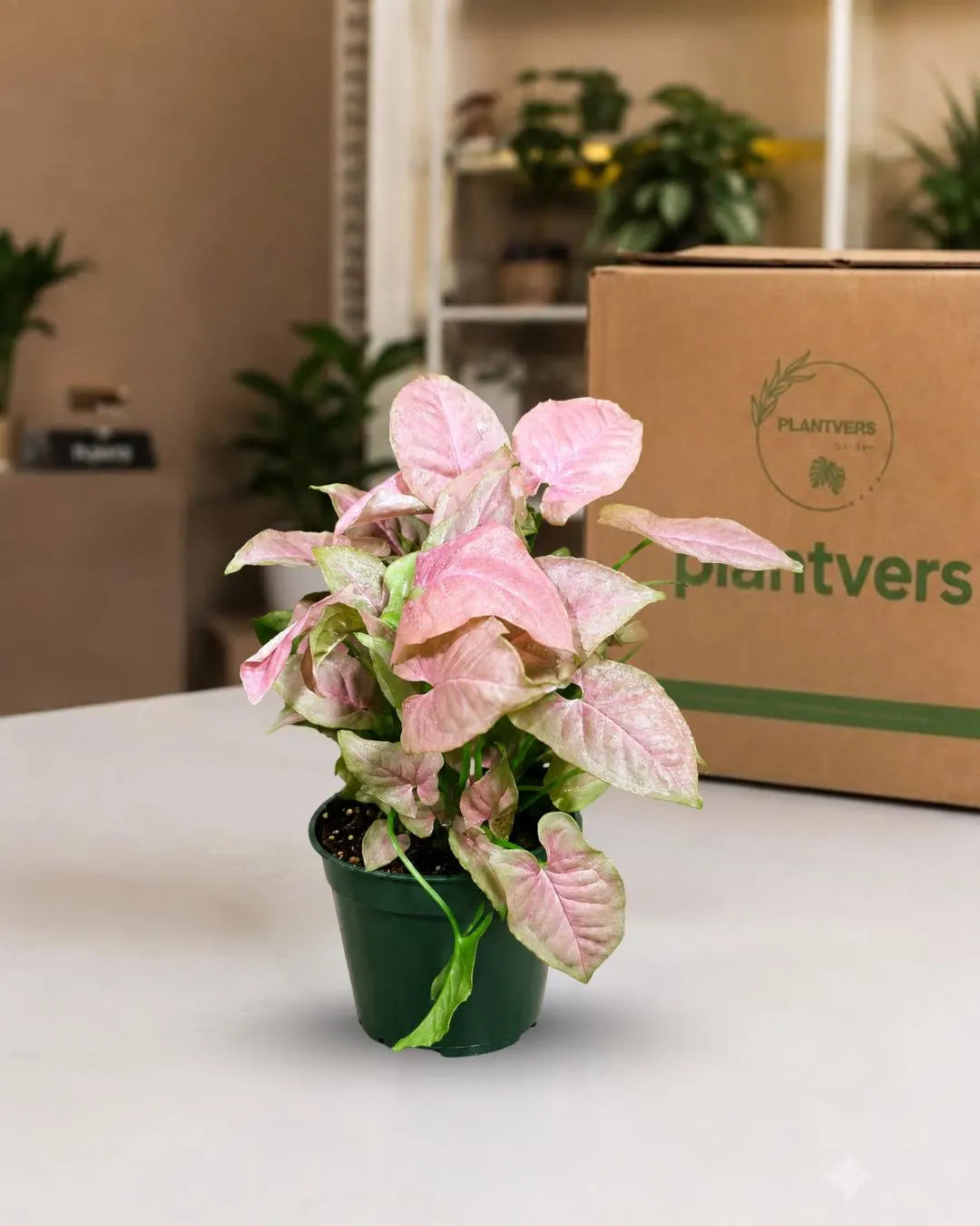 Syngonium Pink Perfection Live Plant in 6" Nursery Pot - Pink Arrowhead Plant - Tropical Indoor Houseplant - Rare Syngonium