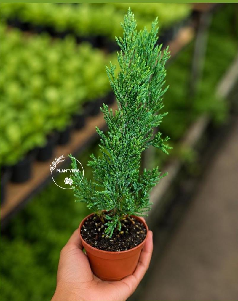 Spartan Juniper Live Plant in 3" Nursery Pot - Juniperus chinensis 'Spartan' - Evergreen Conifer - Outdoor Garden & Bonsai Plant