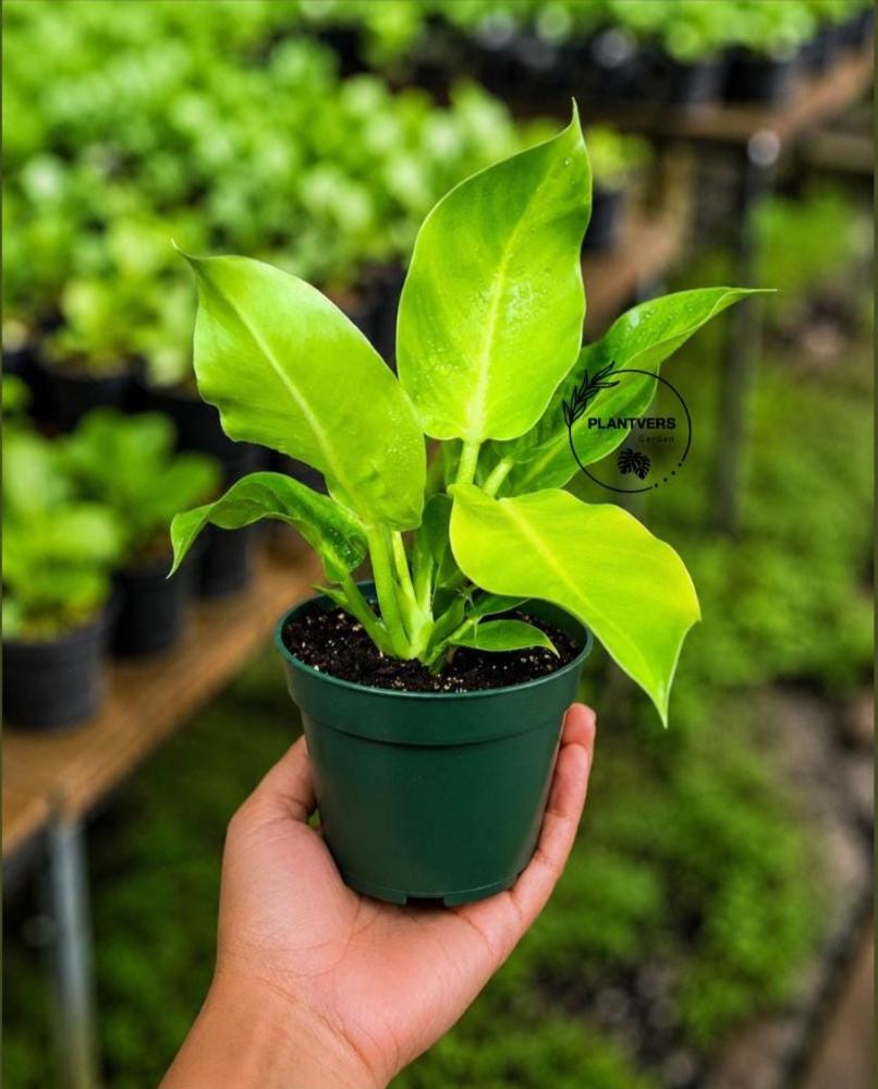 Philodendron Moonlight Live Plant in 4" Nursery Pot - Yellow Green Philodendron - Tropical Indoor Houseplant - Easy Care Plant