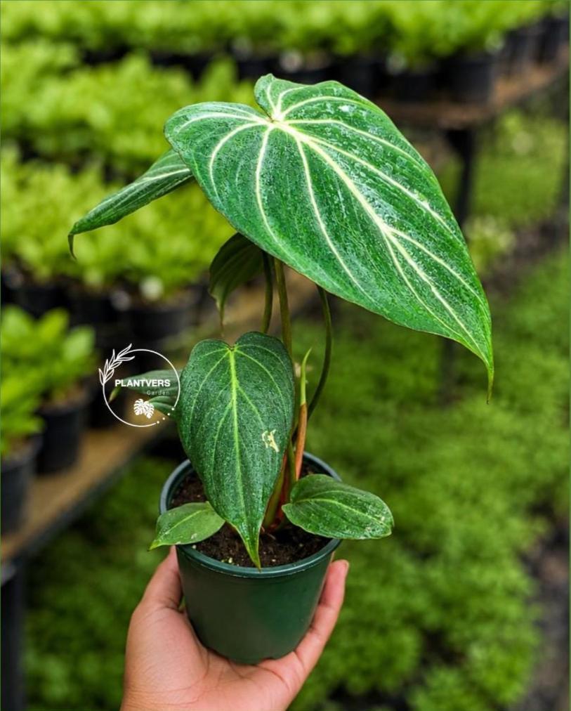 Philodendron Gloriosum Live Plant in 4" Pot - Rare Velvet Philodendron - Heart Shaped Tropical Aroid - Indoor Houseplant - Collector Plant