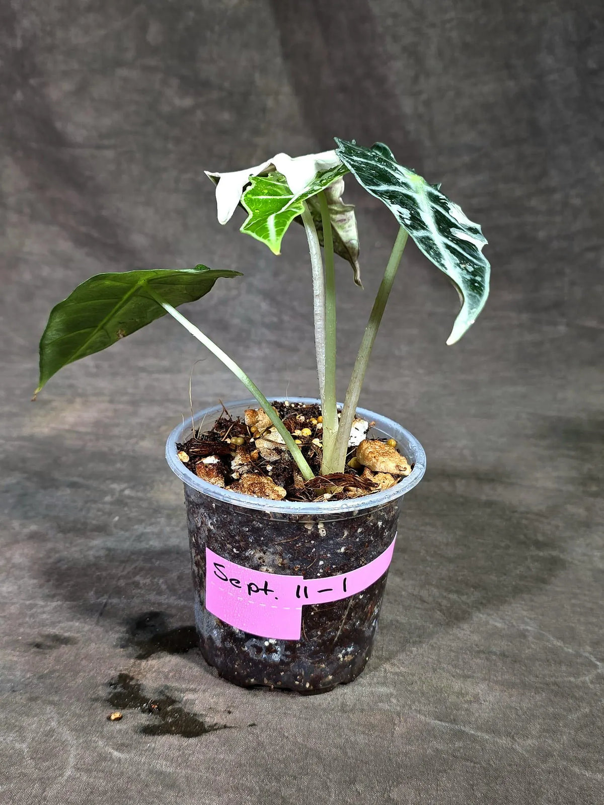 Alocasia Amazonica Albo Variegated Live Plant (Sep-11-1-ER)
