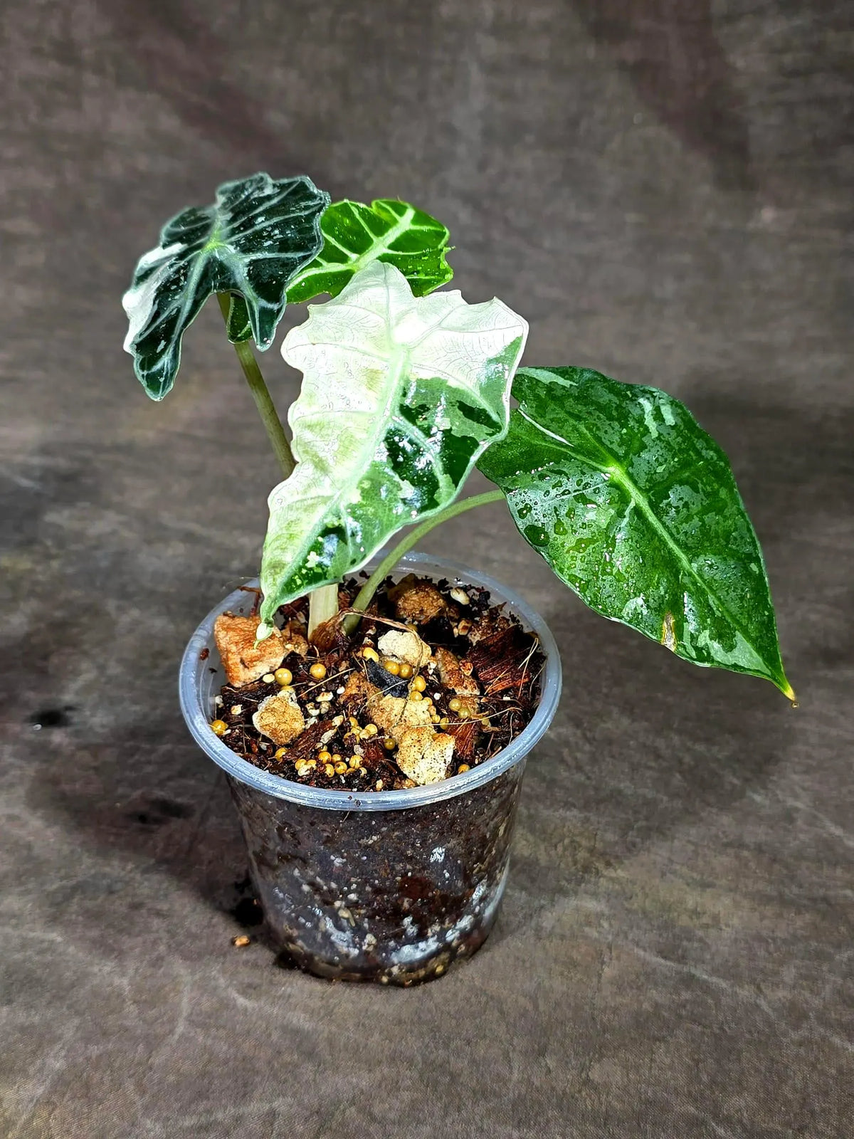 Alocasia Amazonica Albo Variegated Live Plant (Sep-11-1-ER)