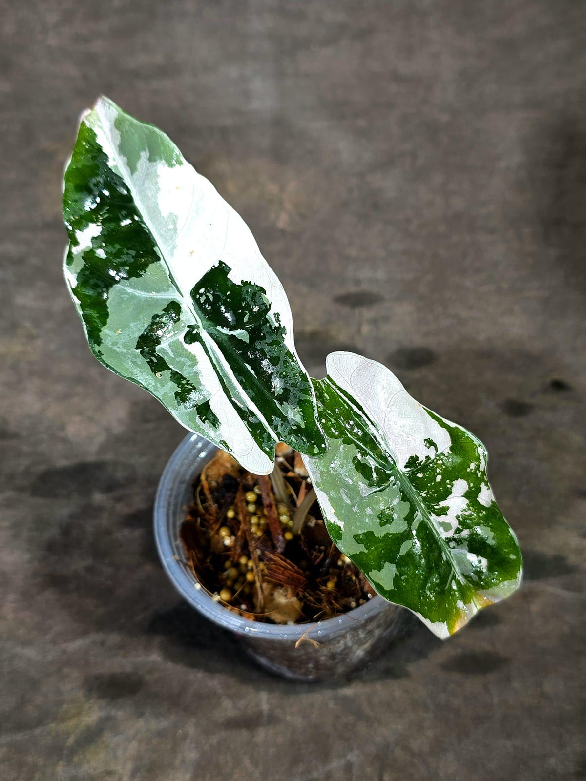 Alocasia Reginula Black Velvet Pink Variegated - (Sep-11-6-ER)