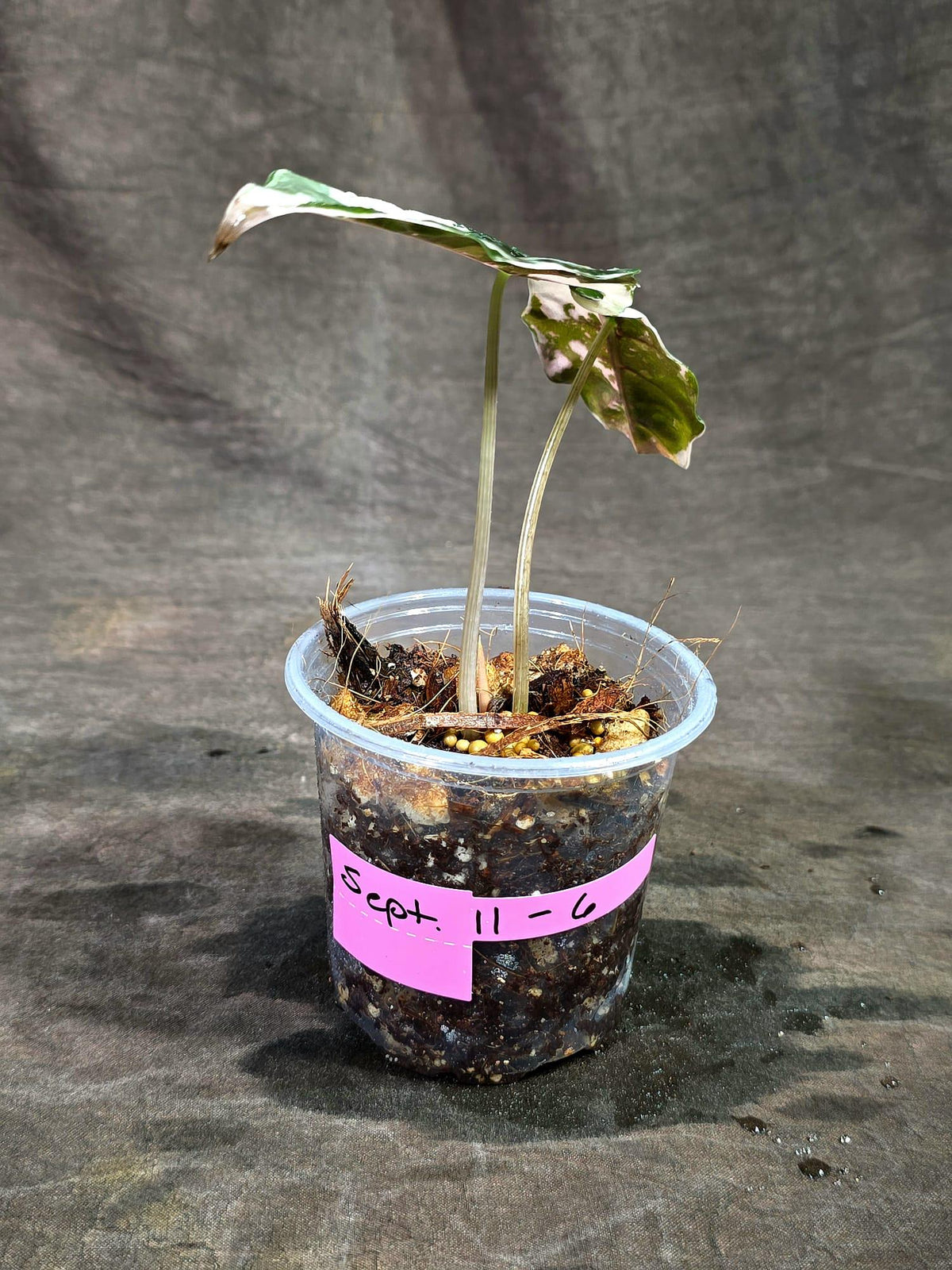 Alocasia Reginula Black Velvet Pink Variegated - (Sep-11-6-ER)