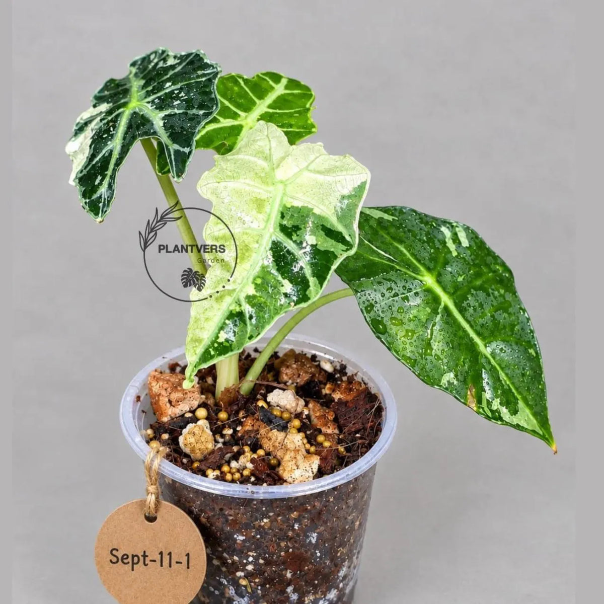Alocasia Amazonica Albo Variegated Live Plant (Sep-11-1-ER)