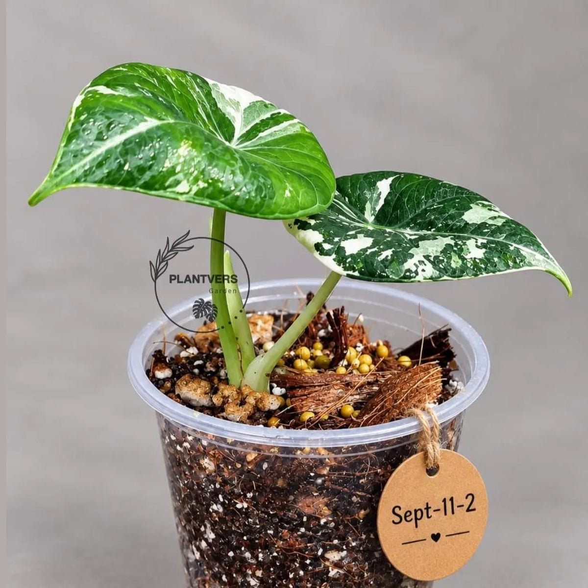 Alocasia Reginula Black Velvet Pink Variegated - (Sep-11-2-ER)